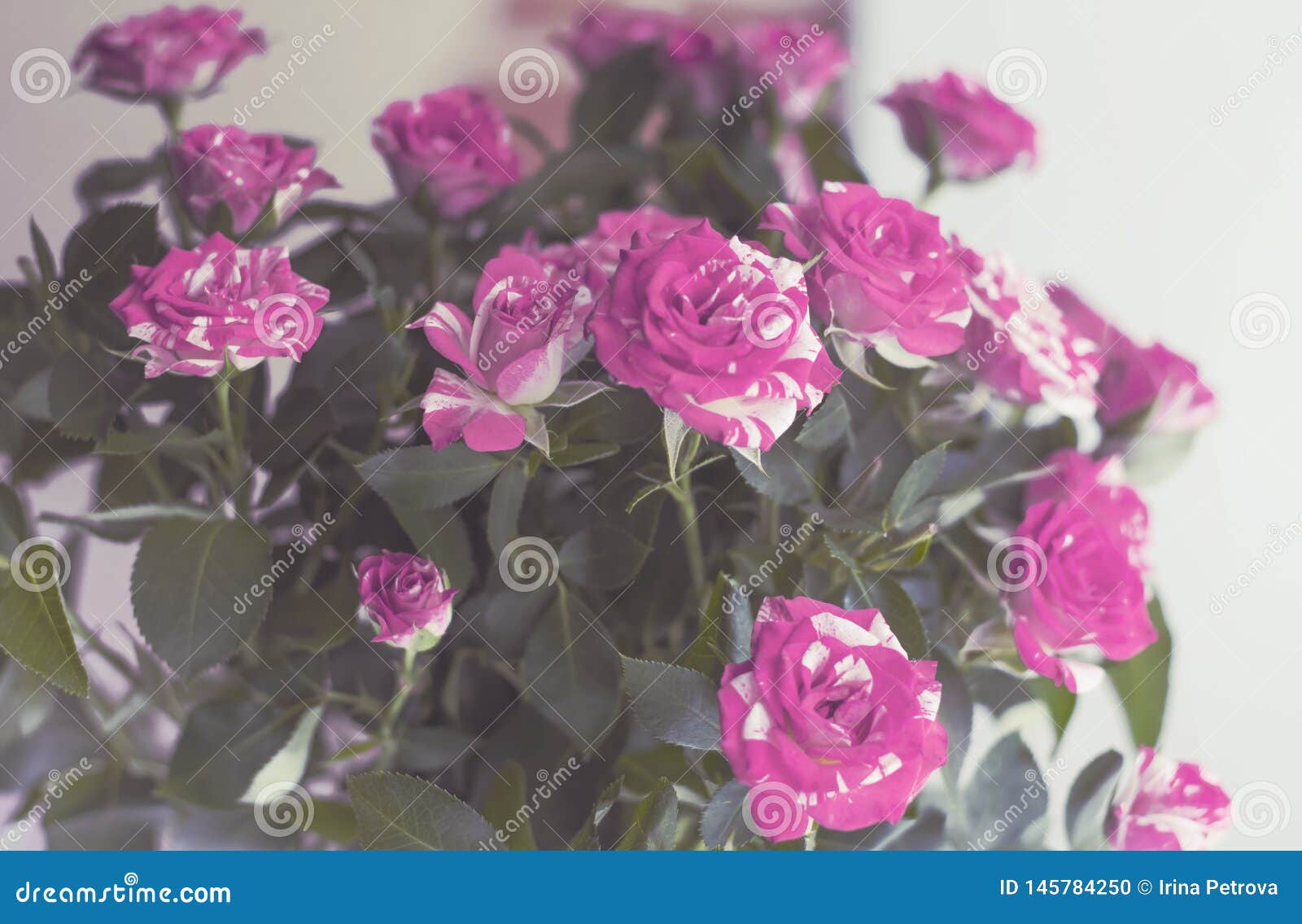Postcard Delicate Roses In Soft Pink Light On White Background Stock Photo Image Of Delicate Many 145784250