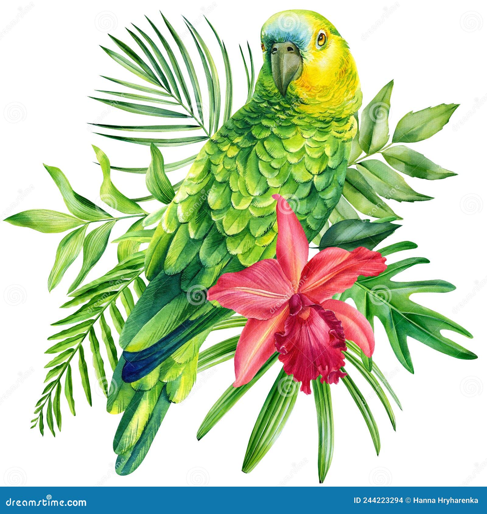Orange green parrot isolated on white background. Color sketch Stock  Illustration by ©FirsArt #114233622