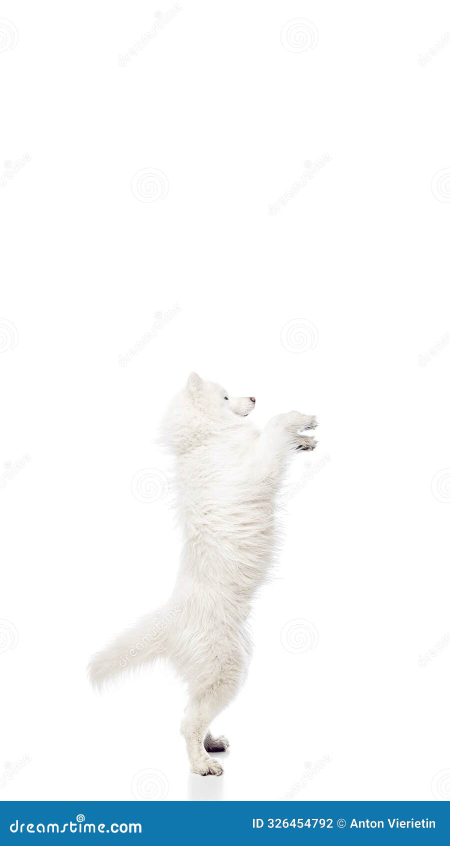 poster. playful, cute purebred samoyed stands on his hind legs and against white studio background wit negative space to