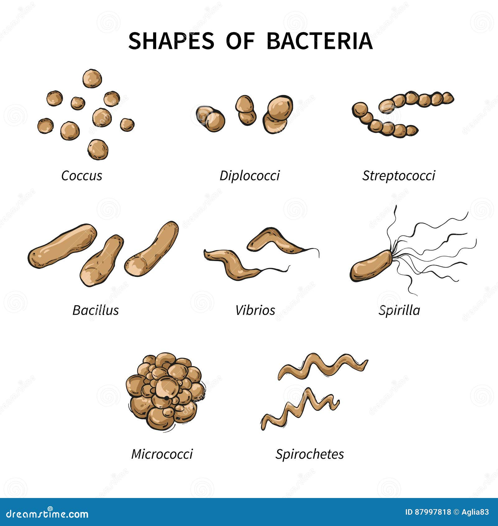two types of bacteria shapes two types of bacteria shapes