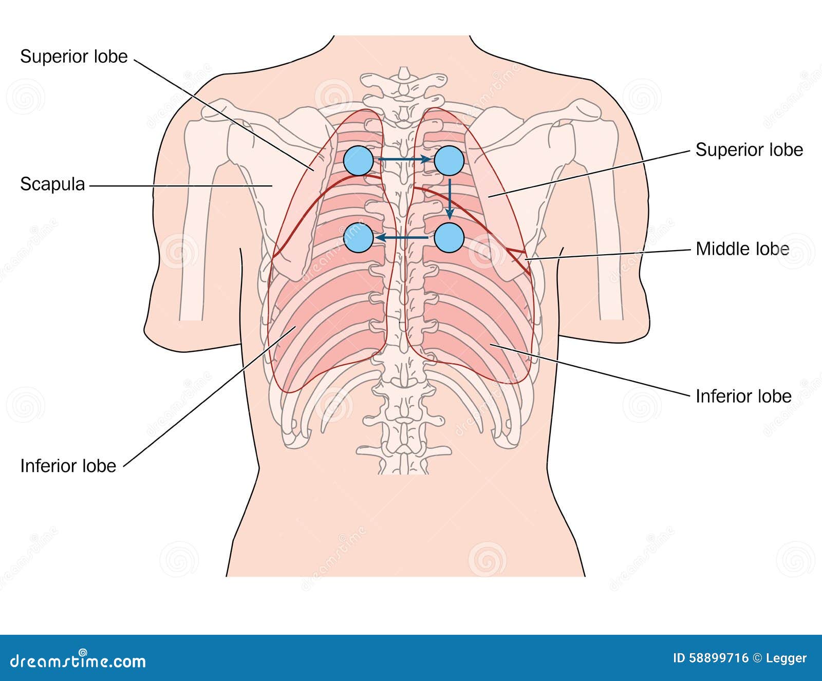 posterior lung auscultation sites