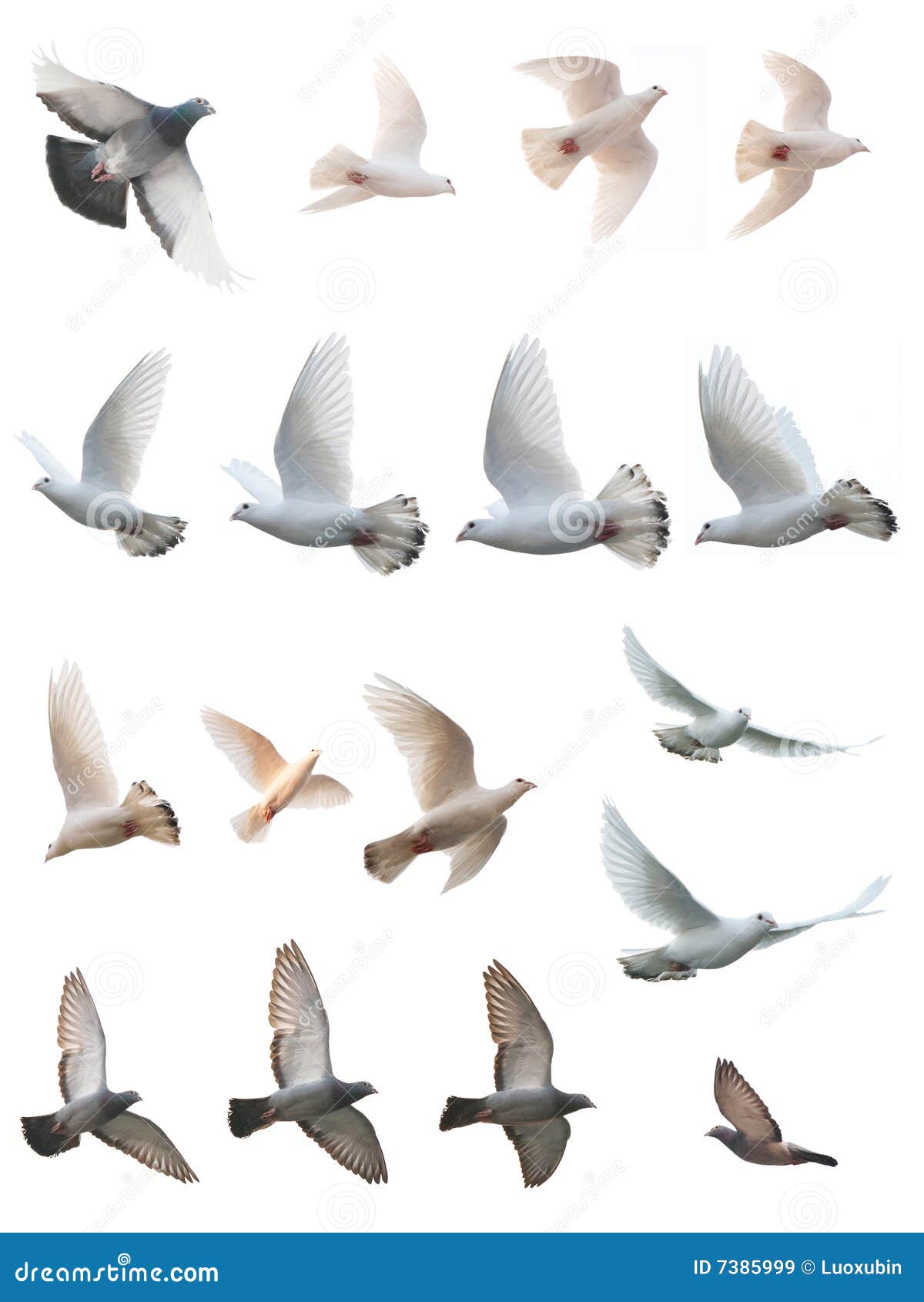 the posture of pigeon flight