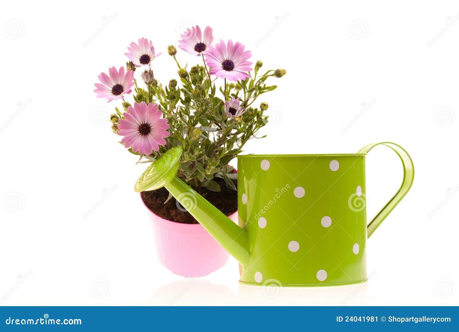 Pot With African Daisies And Watering Can Stock Image Image of