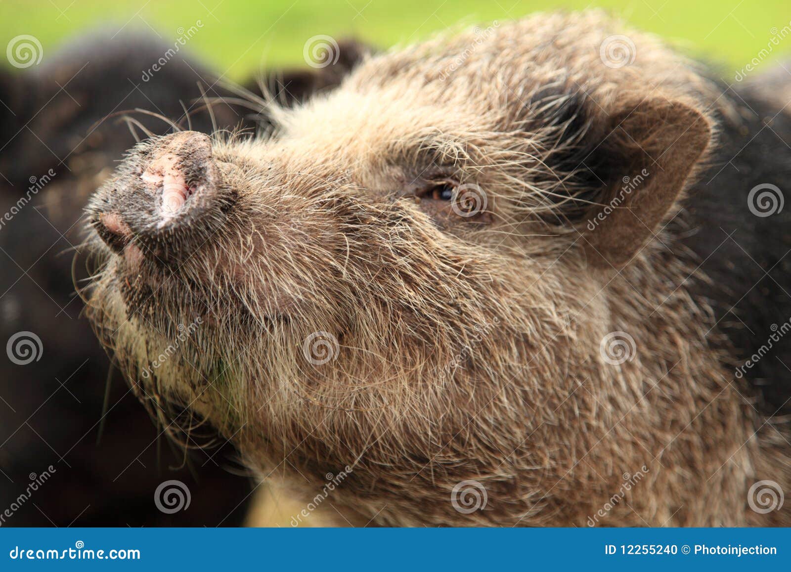pot-bellied pig face snout