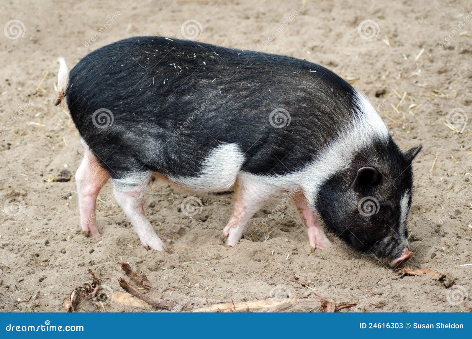 clipart pot bellied pig - photo #32