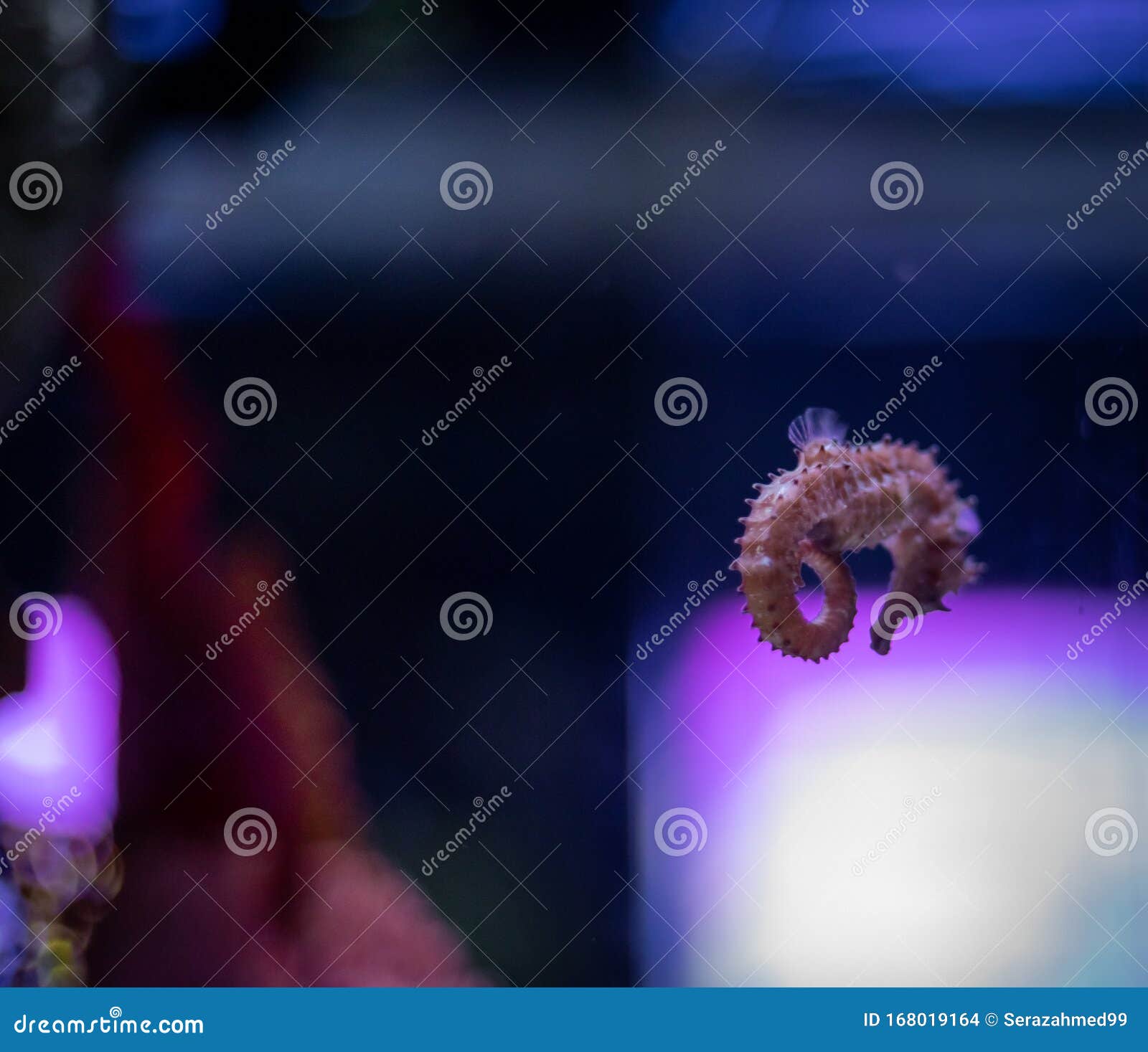 Pot-belly Seahorse Abdominalis I Ett Akvarium Arkivfoto Bild natur, blomstrade: 168019164