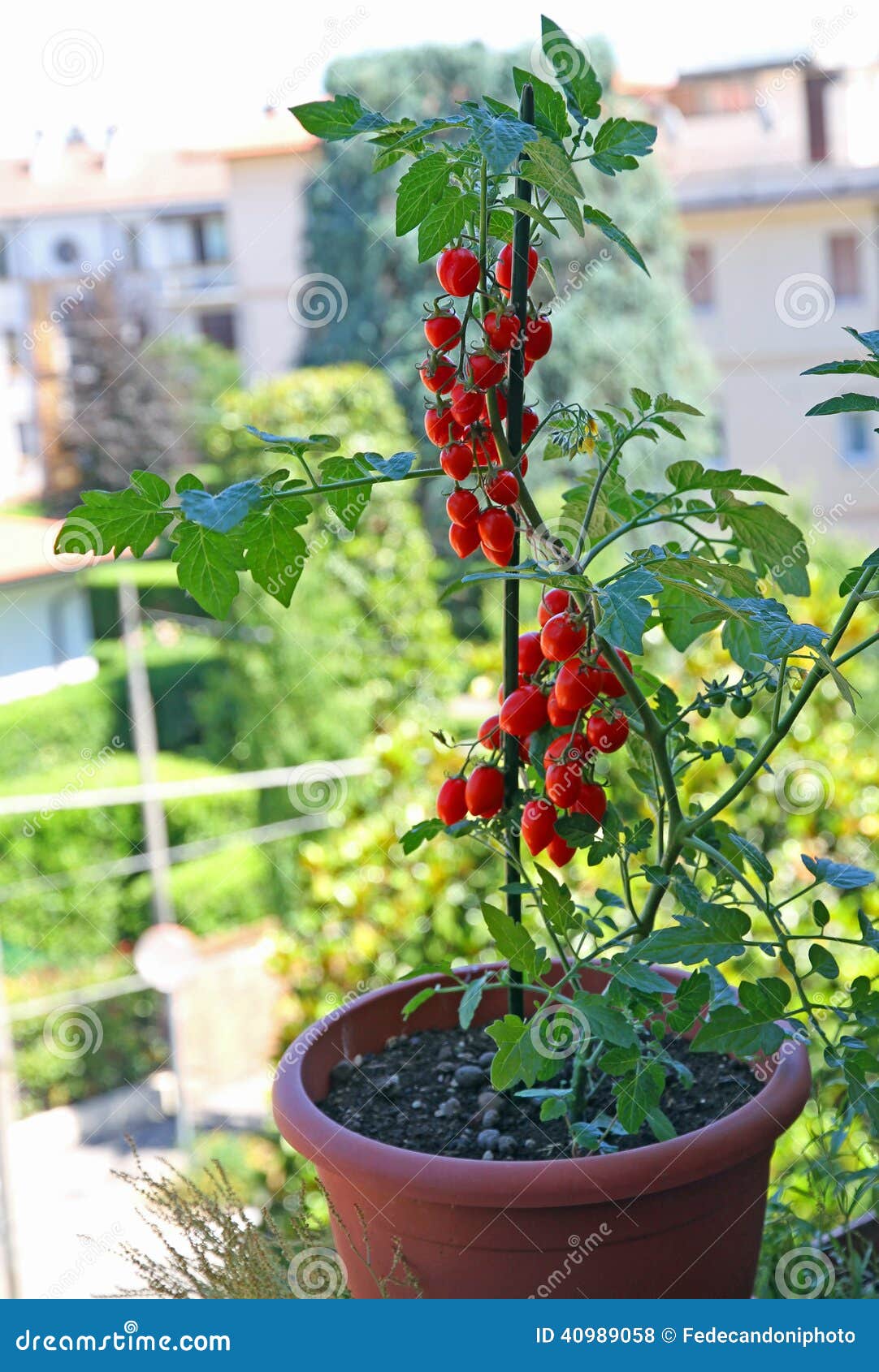 Pot with cherry type tomatoes grown on the balcony of the ho.