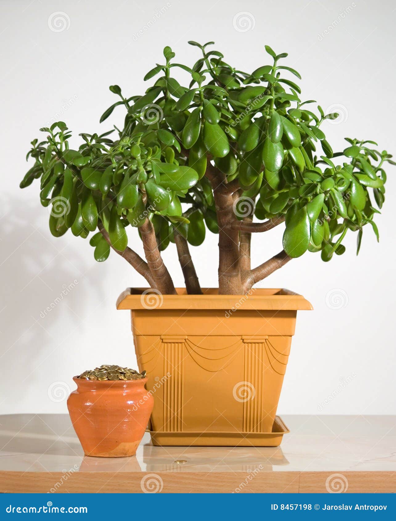 Pot with coin and plant stock photo. Image of gold, green 8457198