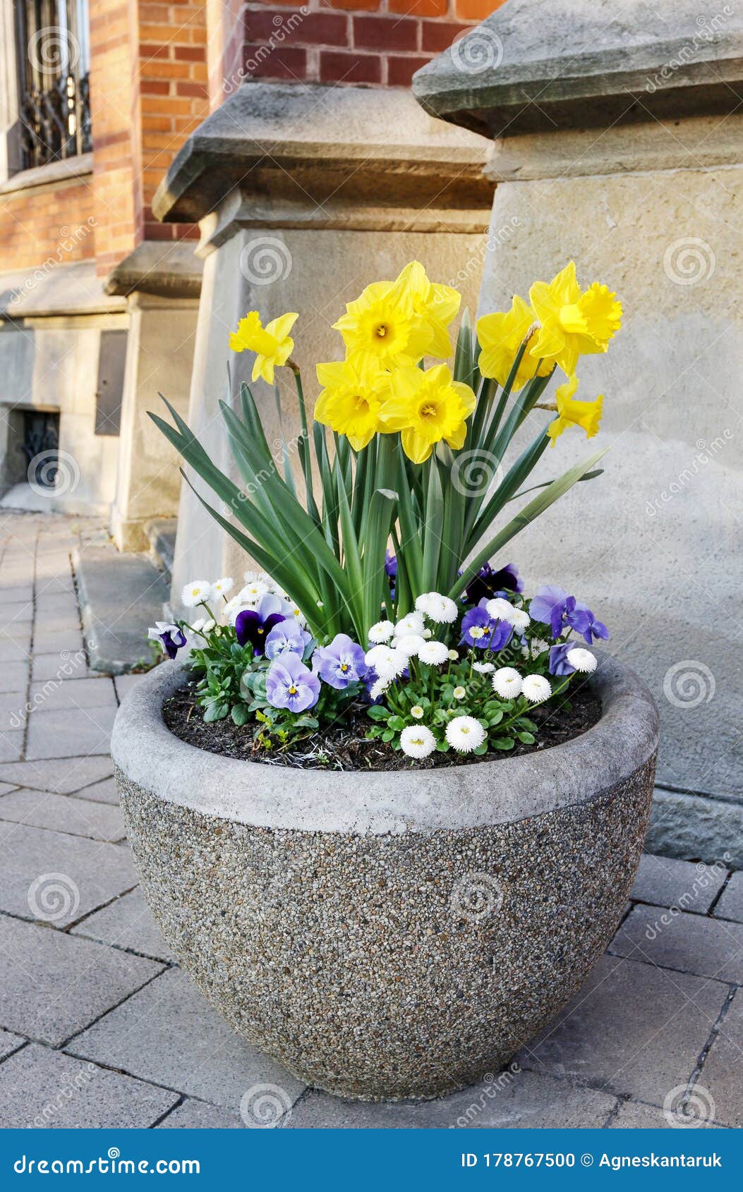 Pot with Daffodil and Pansy Flowers Stock Photo - Image of easter ...
