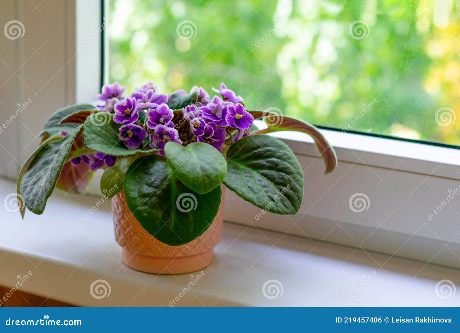 Pot De Fleurs Avec Fleur Violette Africaine En Fleurs Sur Rebord De  Fenêtre. Petites Fleurs Photo stock - Image du vert, hublot: 219457406
