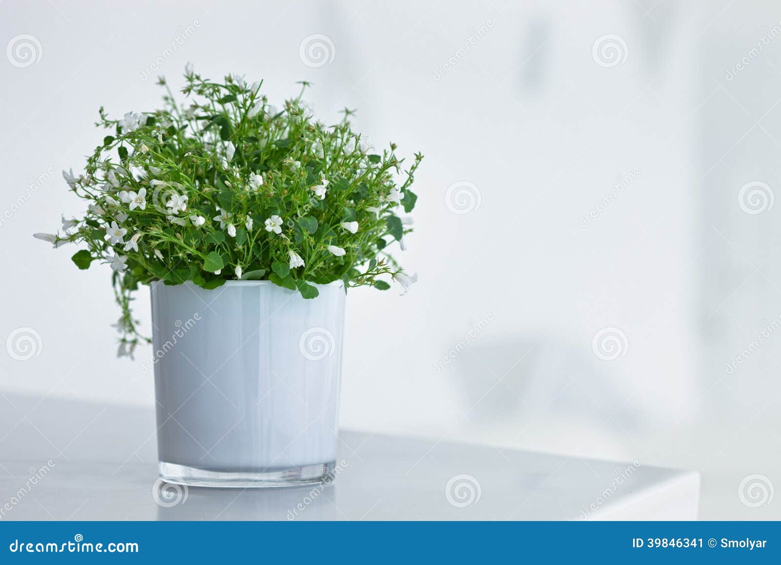 Pot De Fleurs Blanc Avec De Petites Fleurs Blanches Image stock - Image du  intérieur, herbe: 39846341