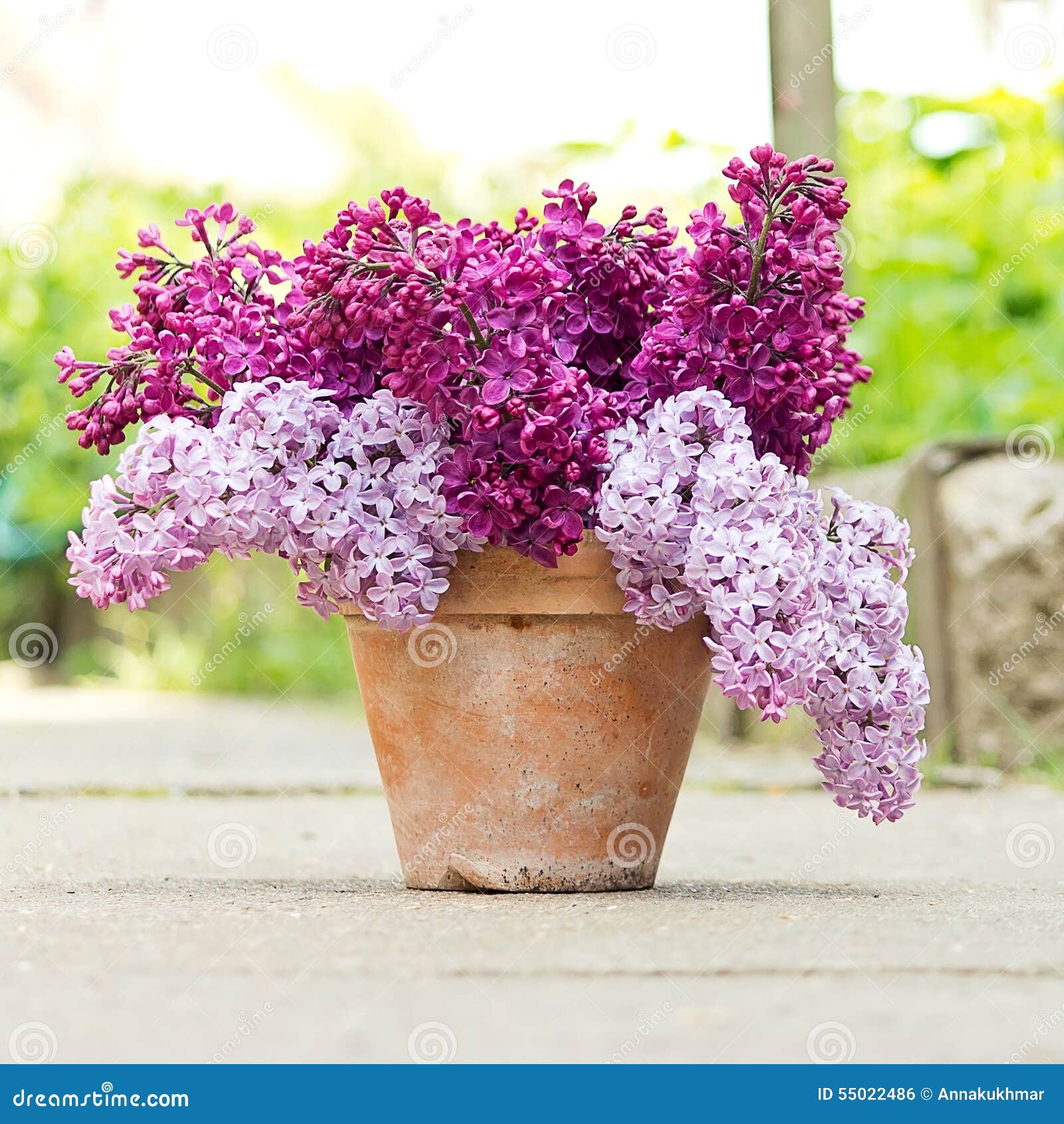 Pot En Céramique Avec Une Branche De Fleur Lilas Photo stock - Image du  cruche, vert: 55022486