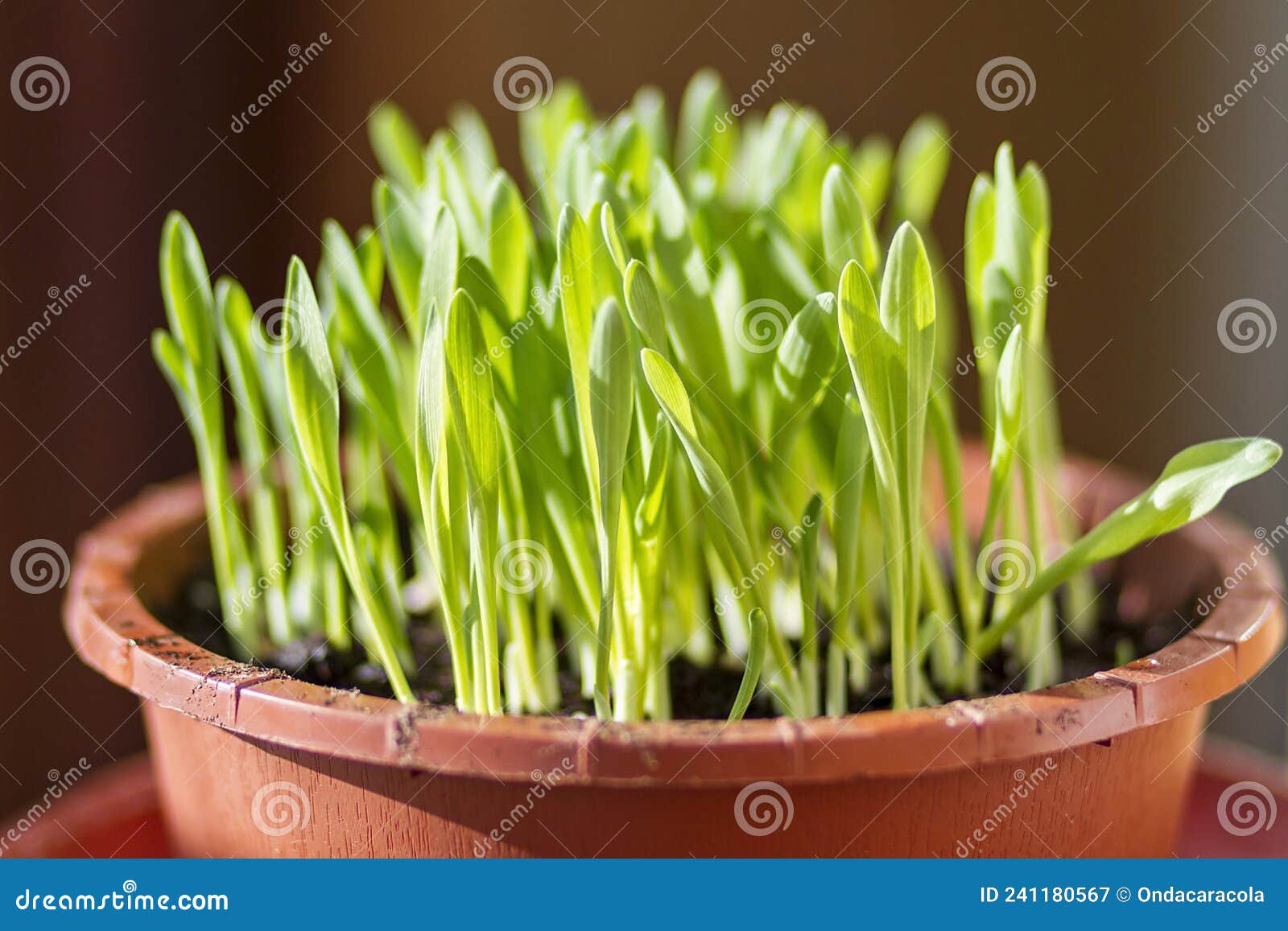 a pot of fresh cat grass