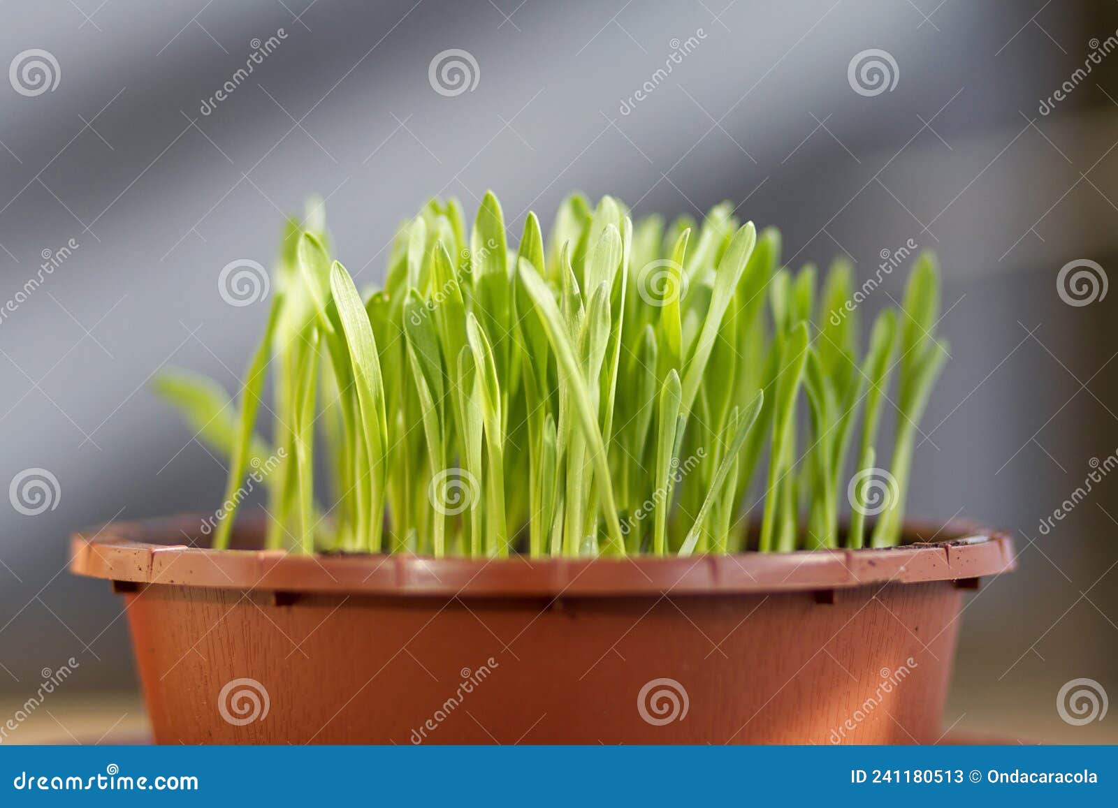 a pot of fresh cat grass