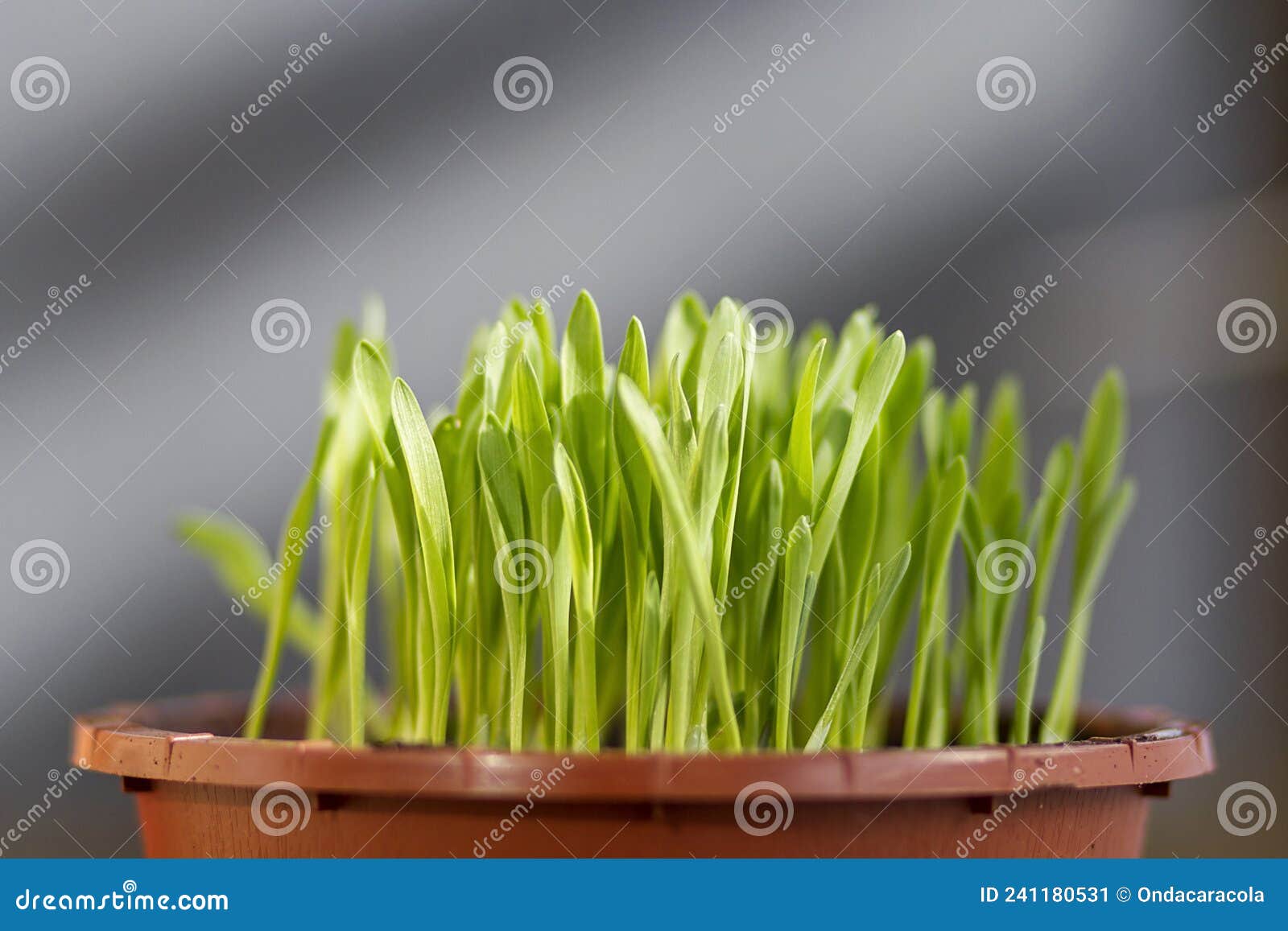 a pot of fresh cat grass