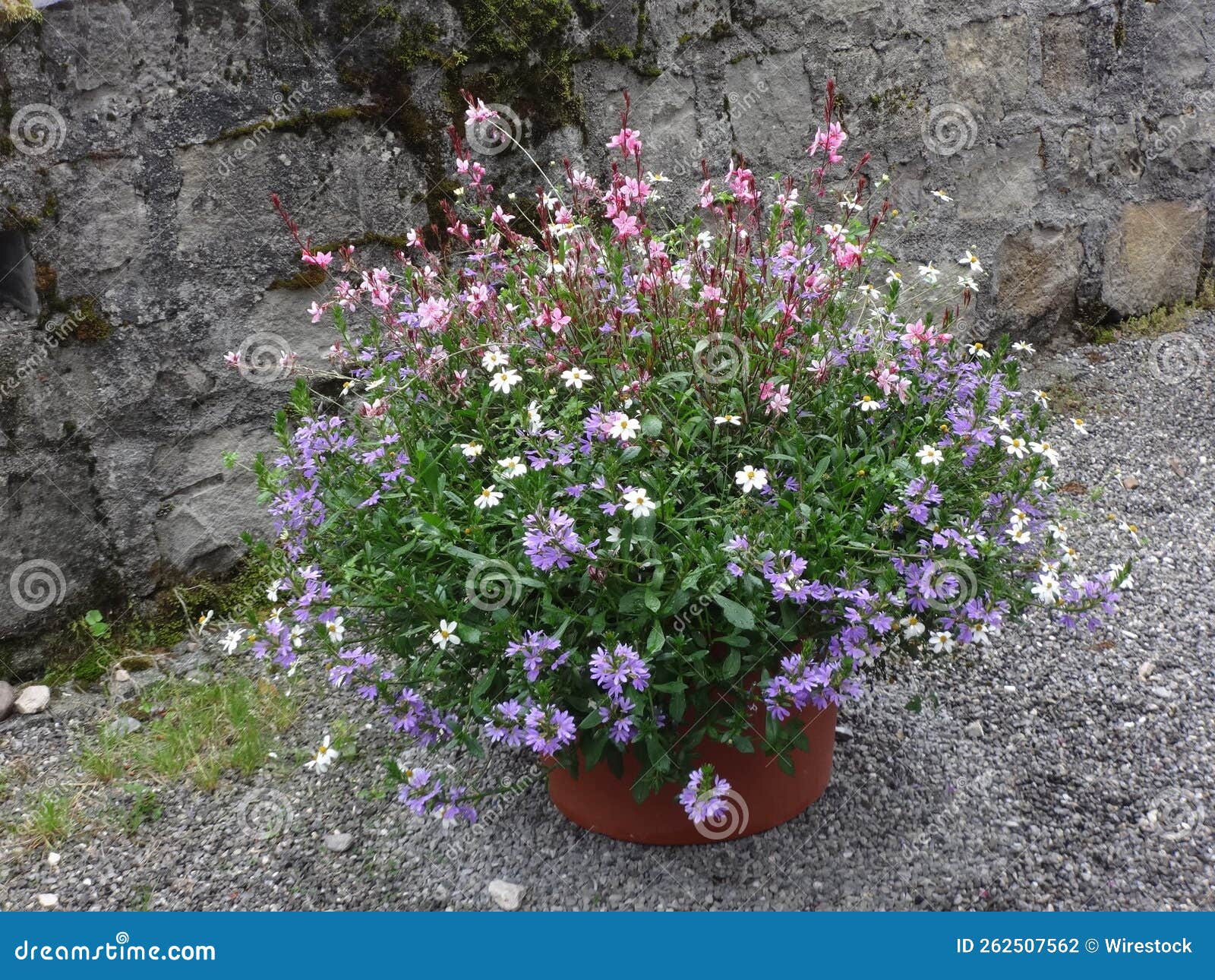 Pot Full of Colorful Wildflowers Stock Photo Image of nature, park