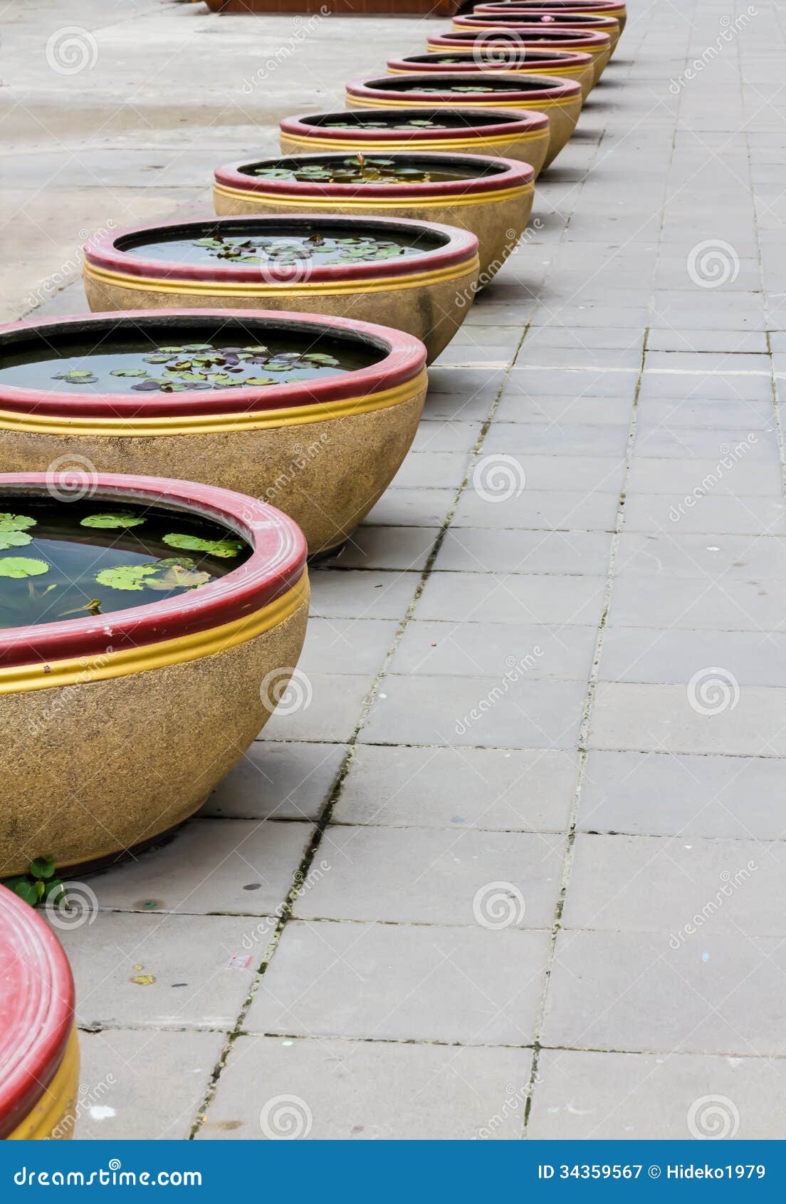 Pot of lotus stock image. Image of lily, life, ordinary 34359567