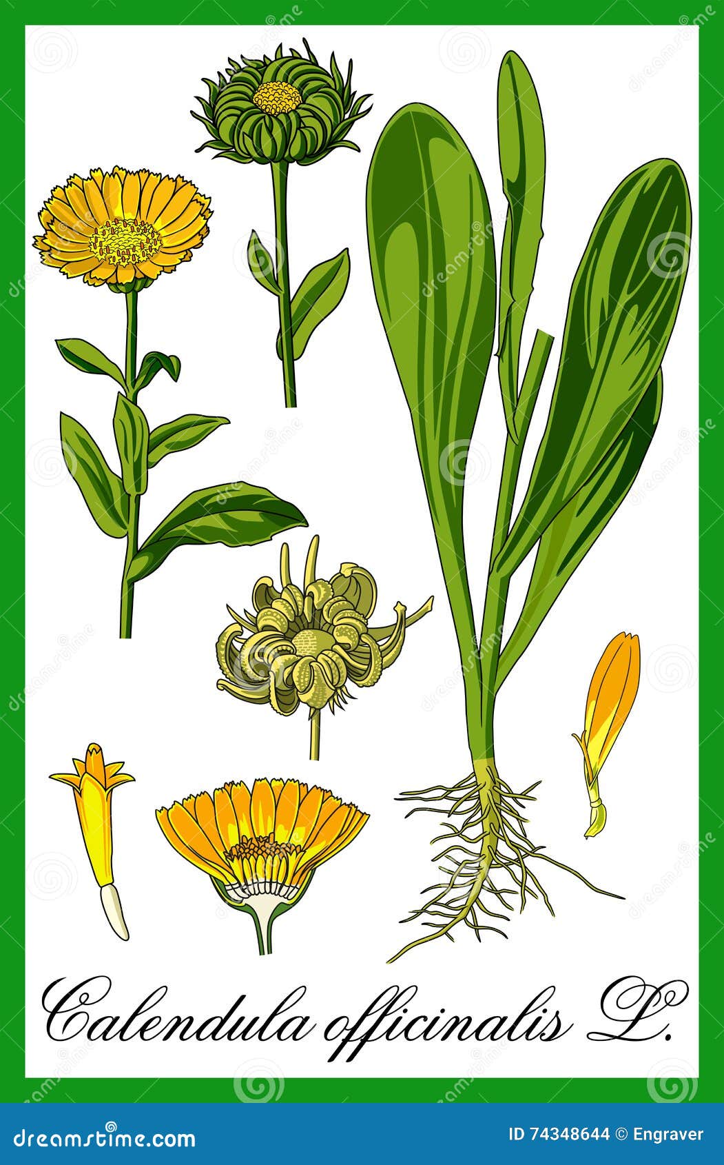Pot Marigold Herbal Illustration Stock Vector Illustration of plant