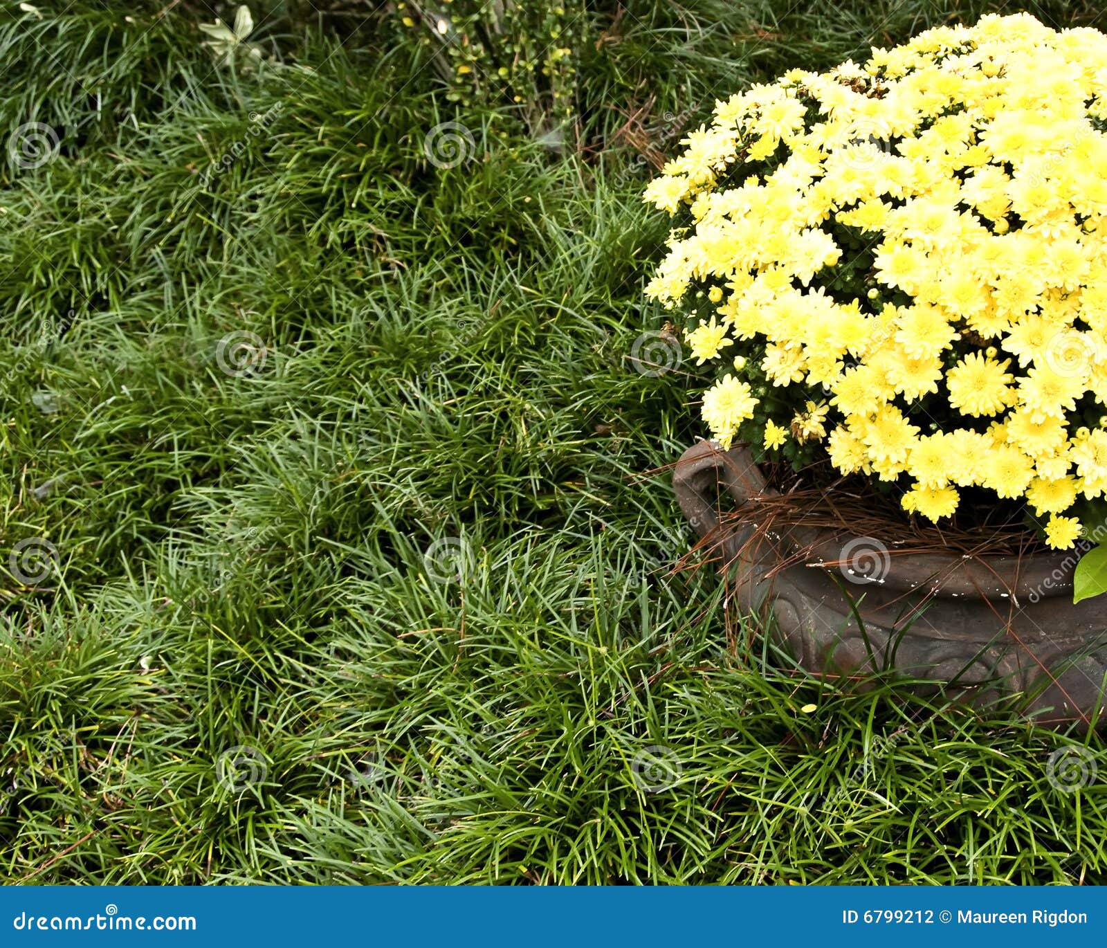 Pot of Mums stock photo. Image of grace, halloween, thanksgiving 6799212