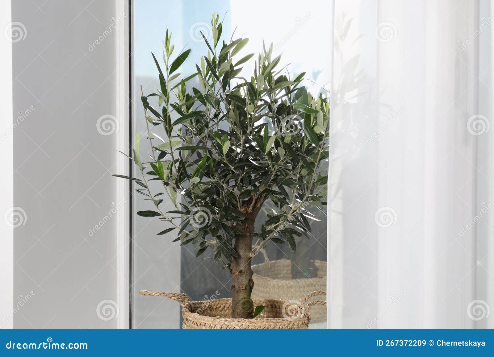 Pot with Olive Tree Near Window Indoors. Interior Element Stock Image