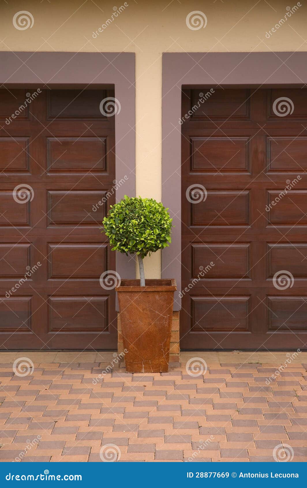 Pot Plant Inbetween Two Garage Doors Stock Image Image of paved