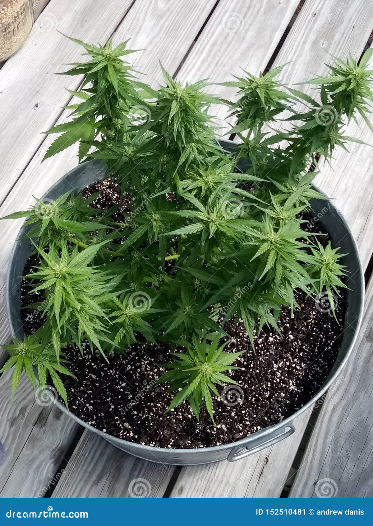 Pot plant stock image. Image of weed, plant, plants 152510481