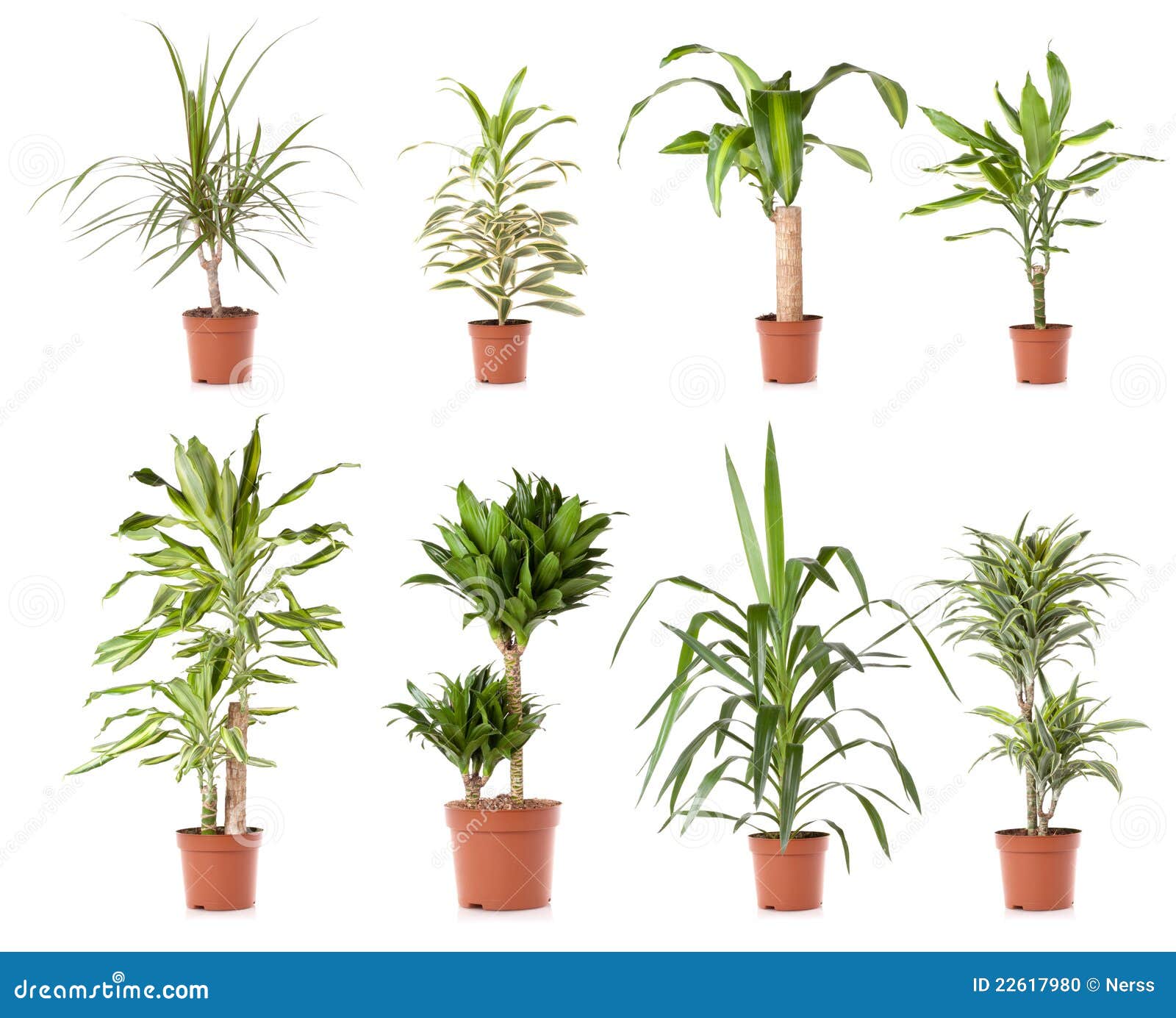 Pot plant tree stock photo. Image of colorful, bright 22617980