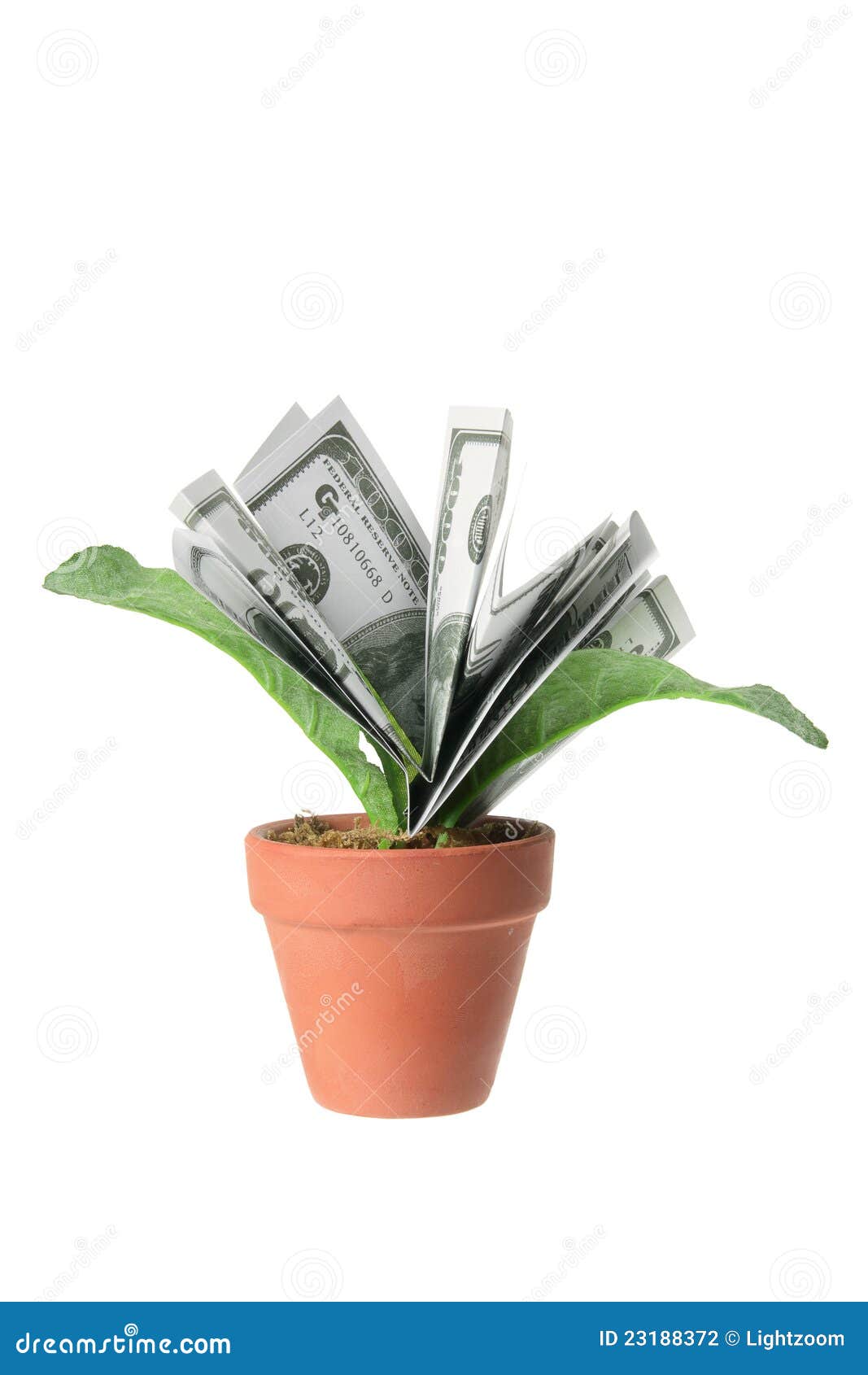 Pot Plants with Dollar Notes Stock Photo Image of investment, bills