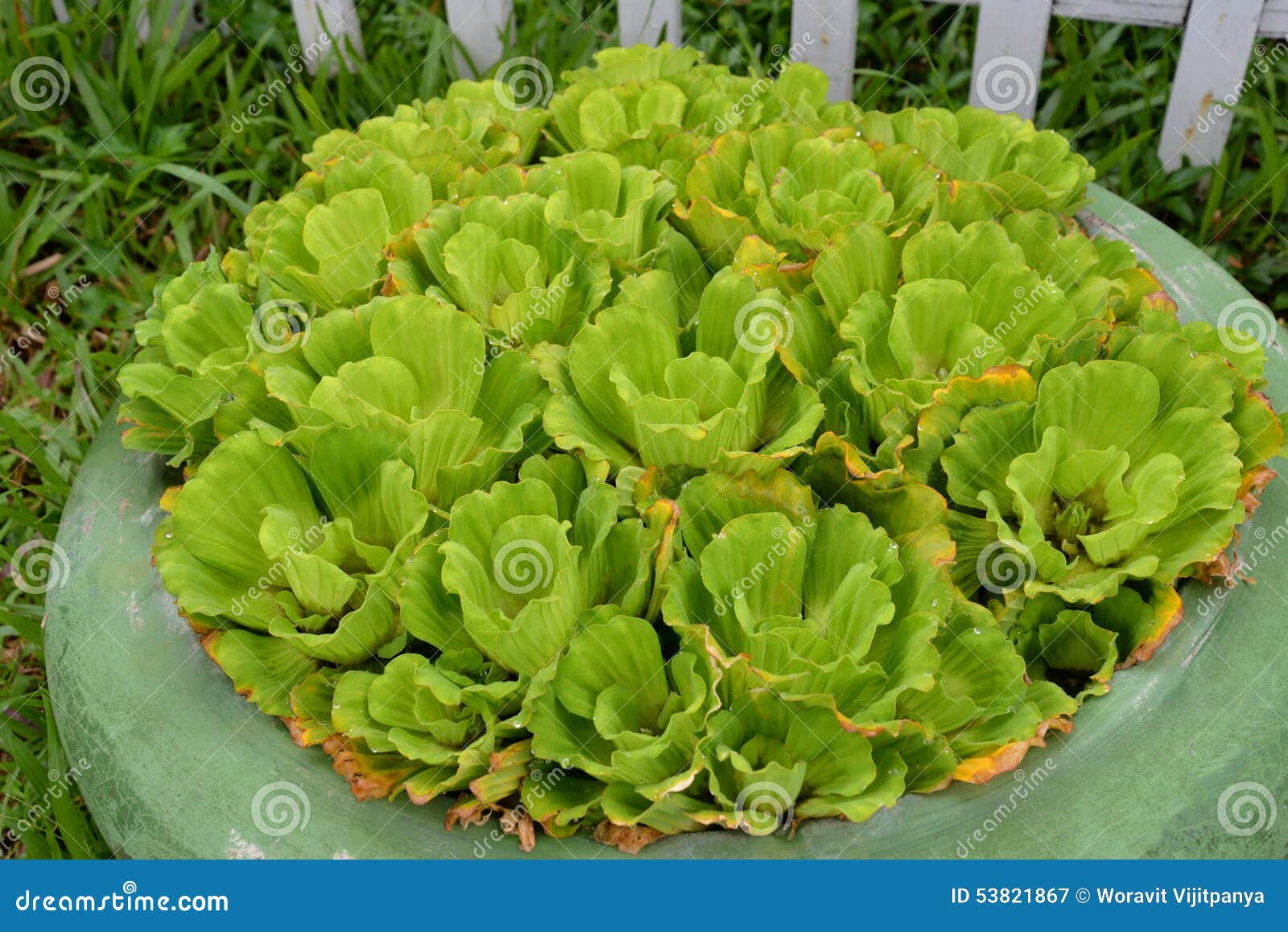 Pot plants stock image. Image of plants, andalucia, garden 53821867