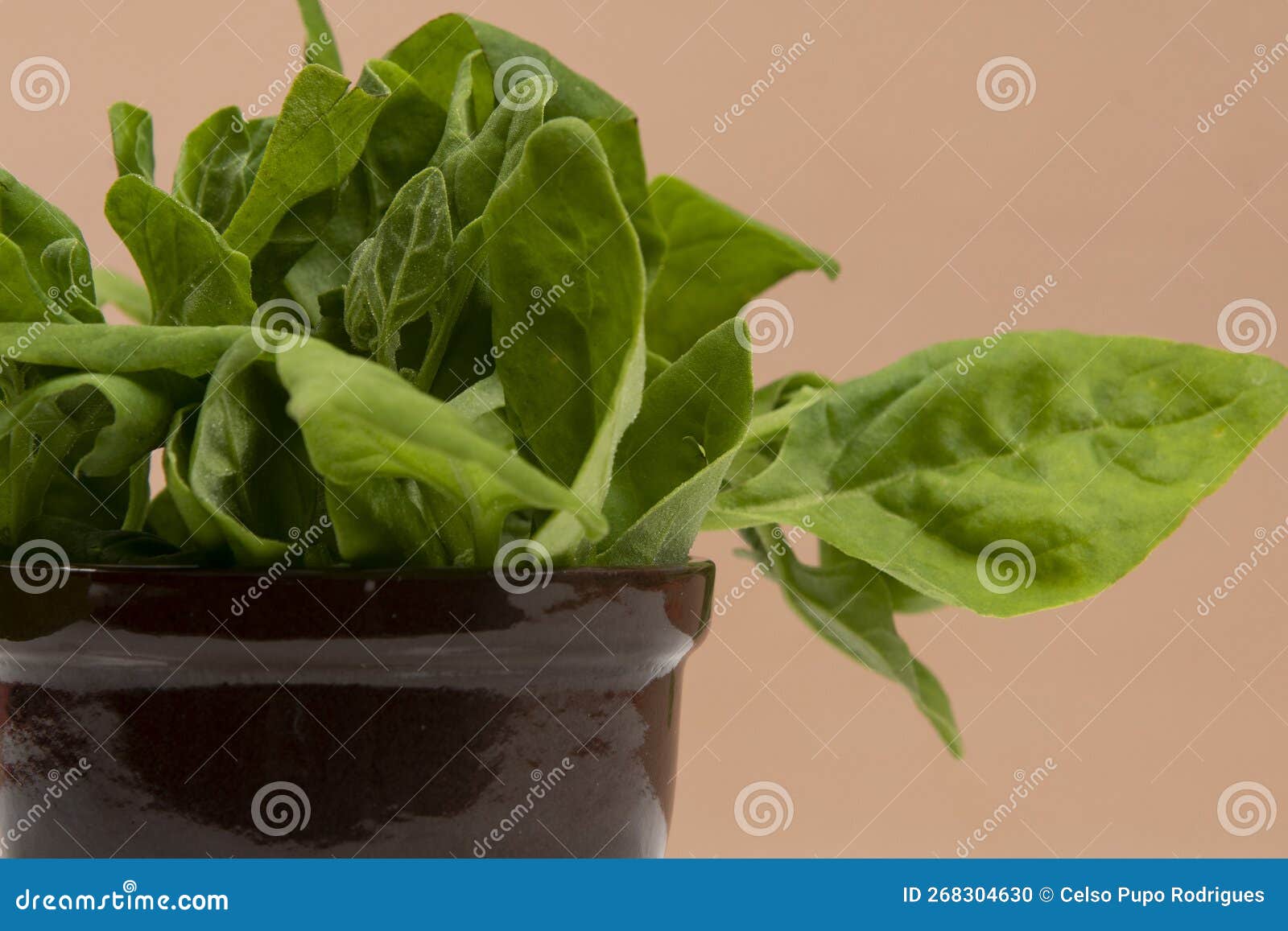 Pot with Raw Spinach Leaves Isolated Stock Photo - Image of ingredient