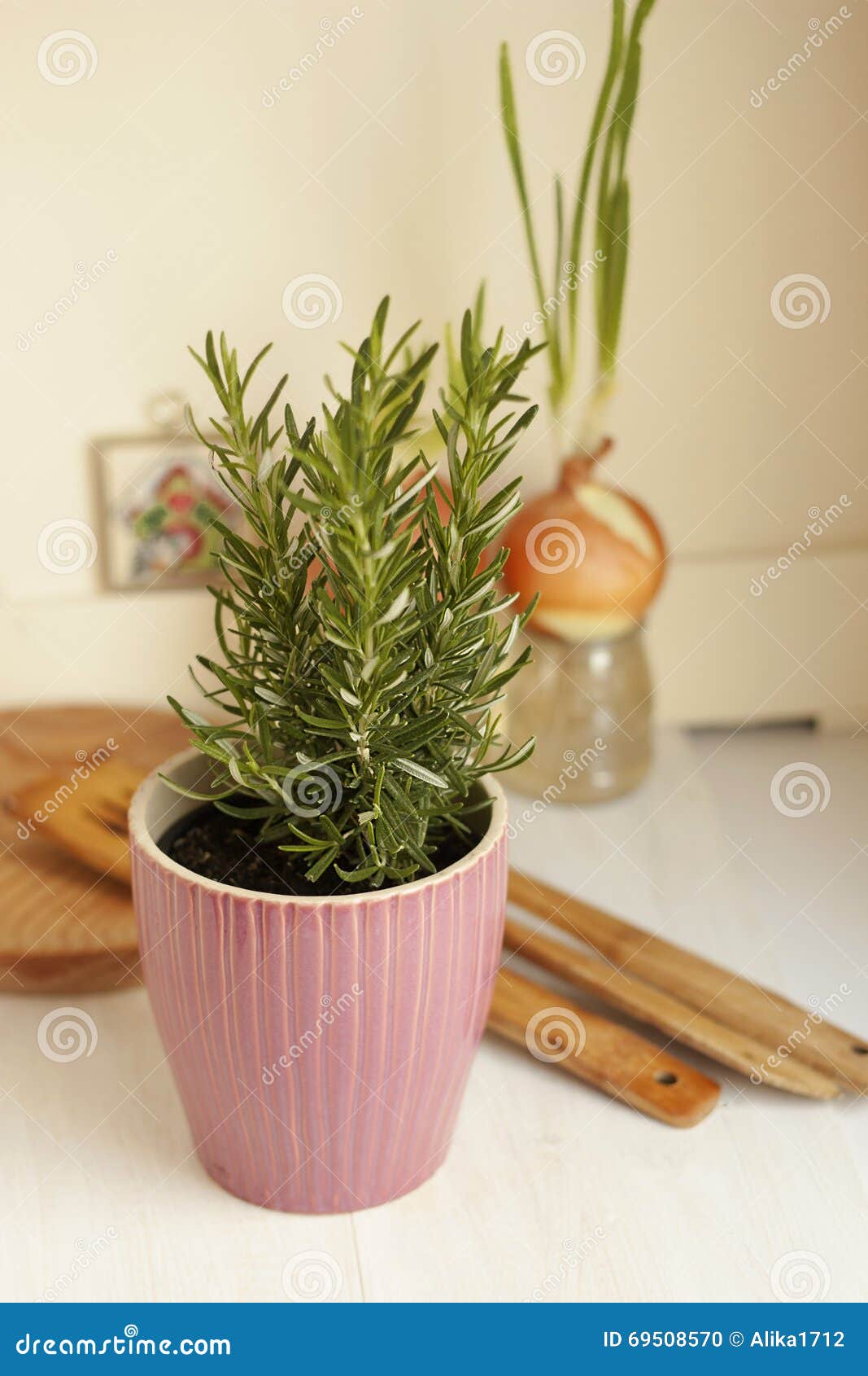 Pot of Rosemary in the Kitchen Stock Photo Image of focus, medicine