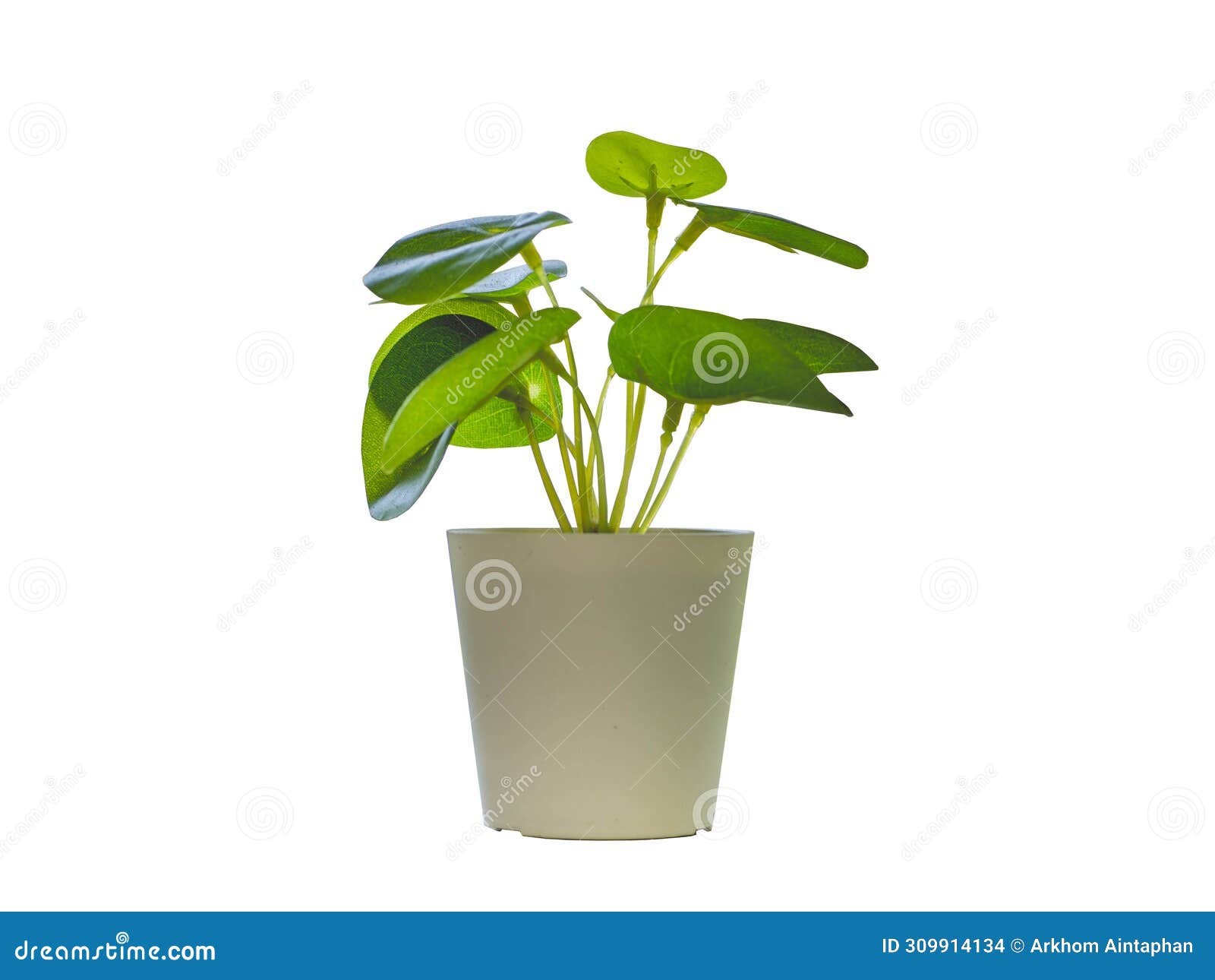 pot with a small plant and leaves