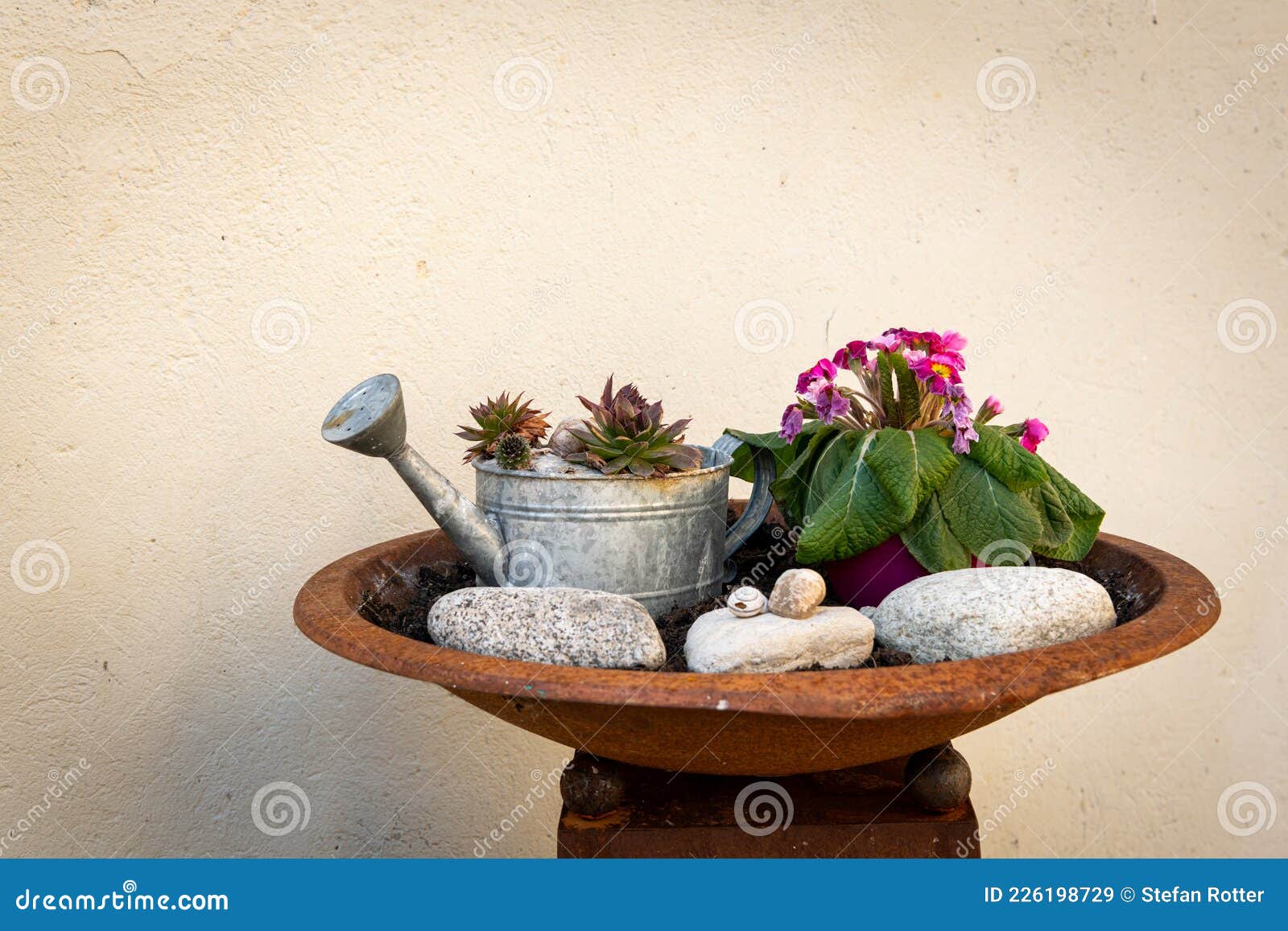 Pebble Tray Plants Stock Photos Free & RoyaltyFree Stock Photos from Dreamstime