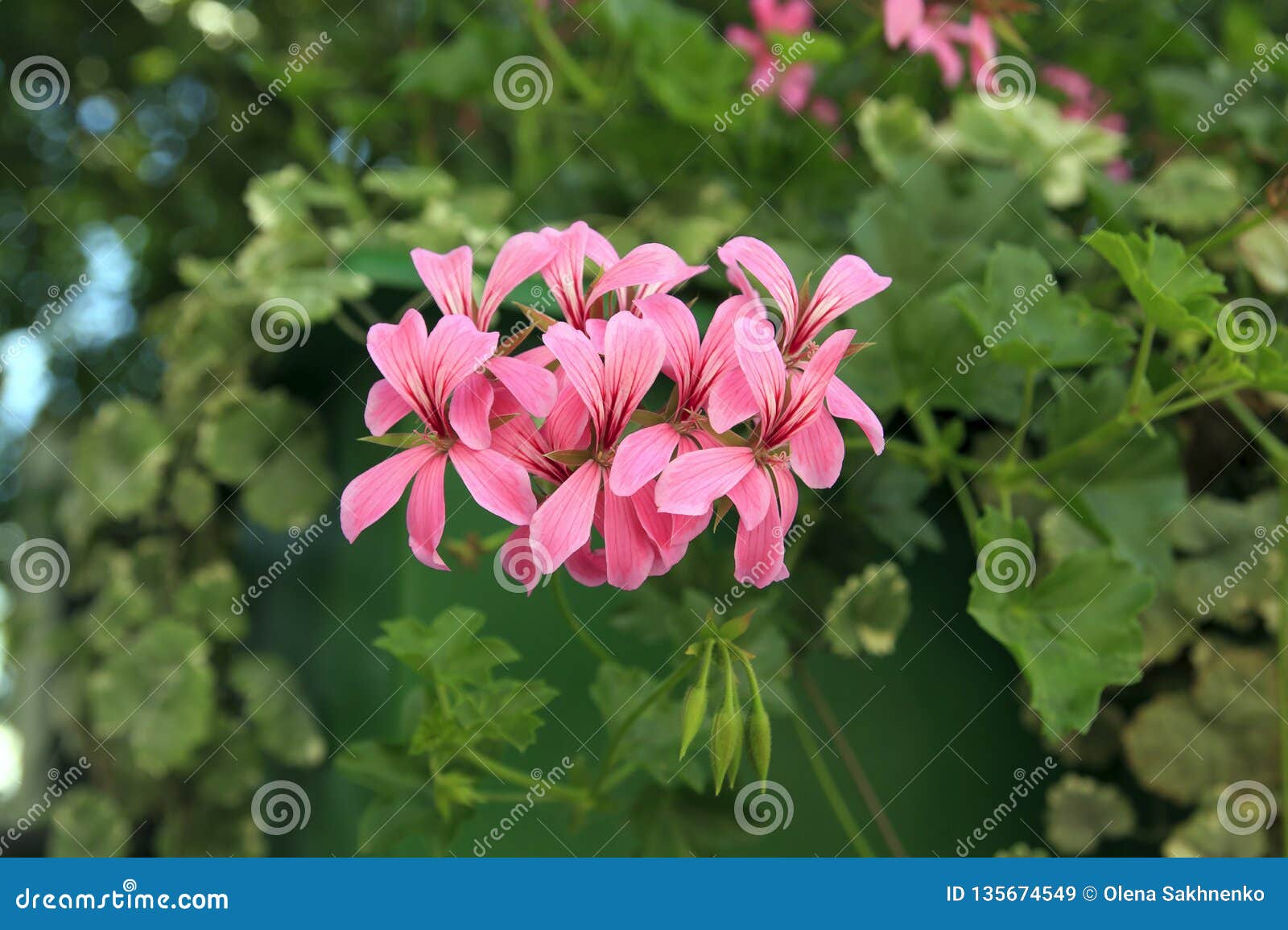 Герань песня слушать. Пеларгония Гравеоленс. Pink capitatum пеларгония. Пеларгония Eskay Verglo. Пеларгония душистая Pink capitatum.