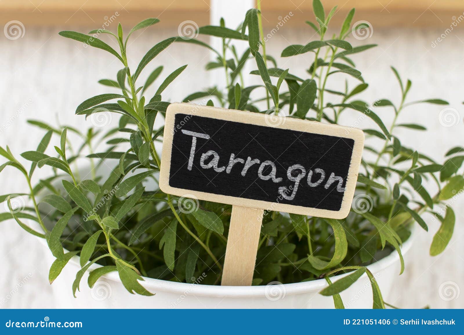 Pot with Tarragon Close Up. Stock Photo Image of medicine, leaf