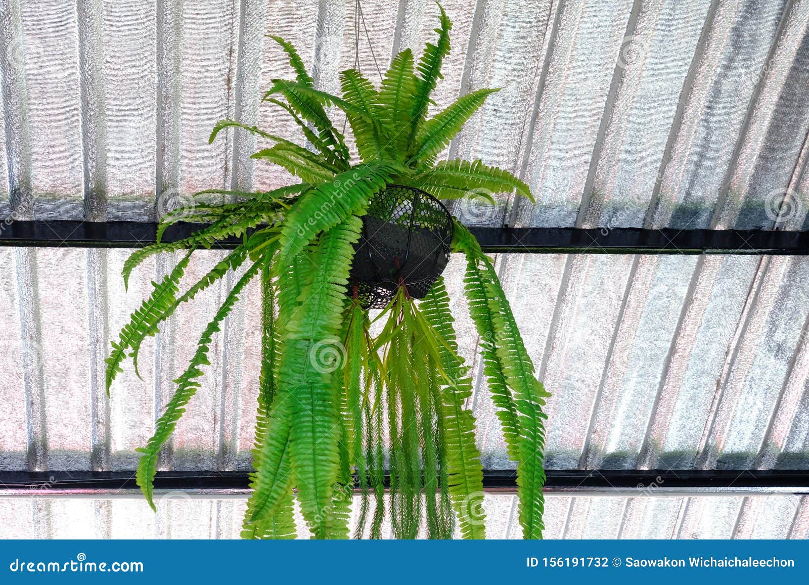 A Pot Of Tropical Fern Plant Hanging From The Building