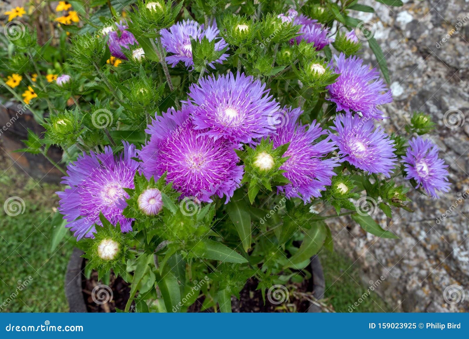 pot of white centered purple flowers of the hardy perennial soke`s aster  `purple parasols`, stokesia laevis