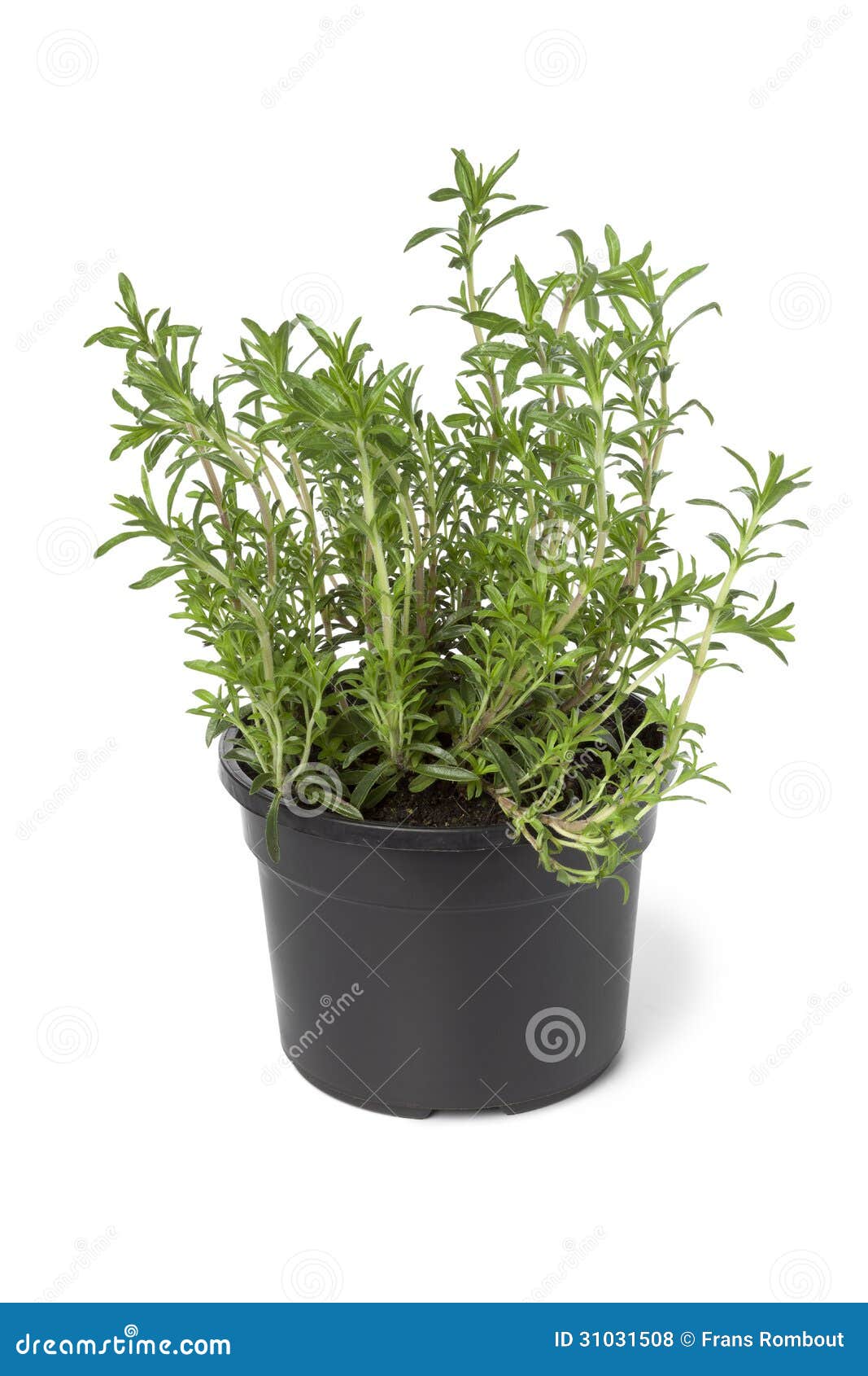 pot with winter savory