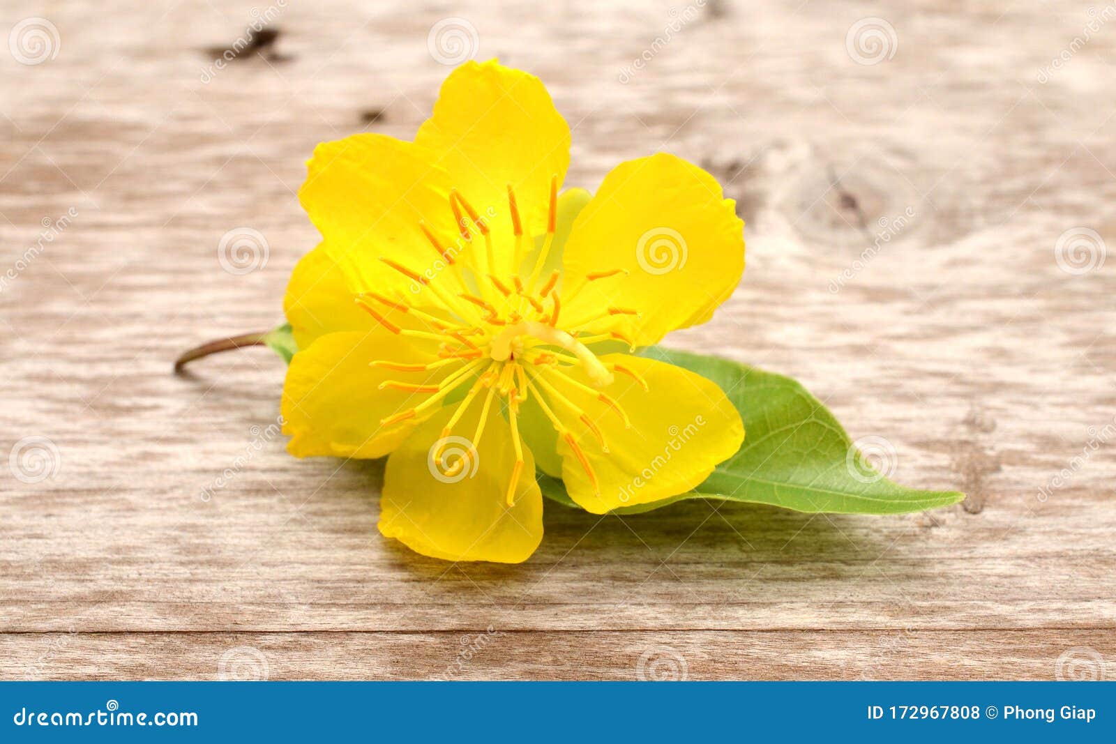 Hoa đào là một biểu tượng của mùa xuân, mang lại sự tươi mới và hy vọng. Xem hình ảnh để cảm nhận vẻ đẹp của hoa đào và thấy rõ sự khác biệt của mùa xuân.