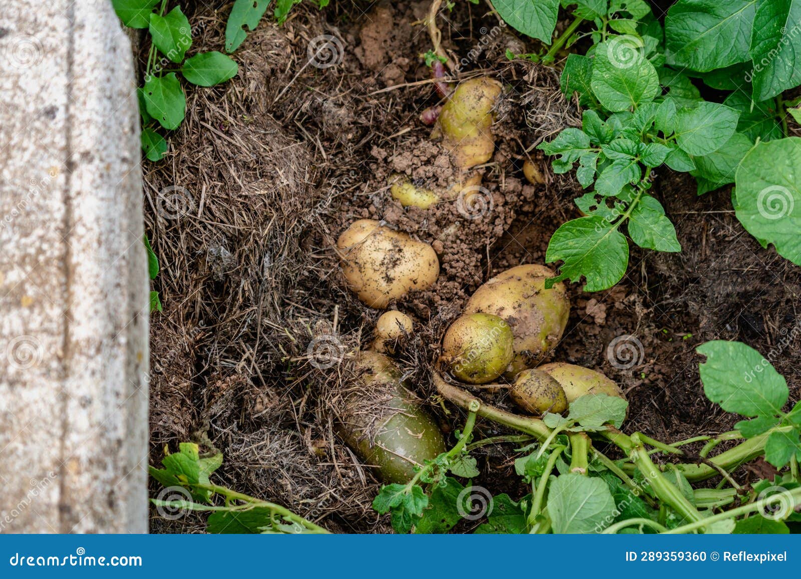 Potato Above Ground Under Mulch, Growing and Harvesting Stock Photo