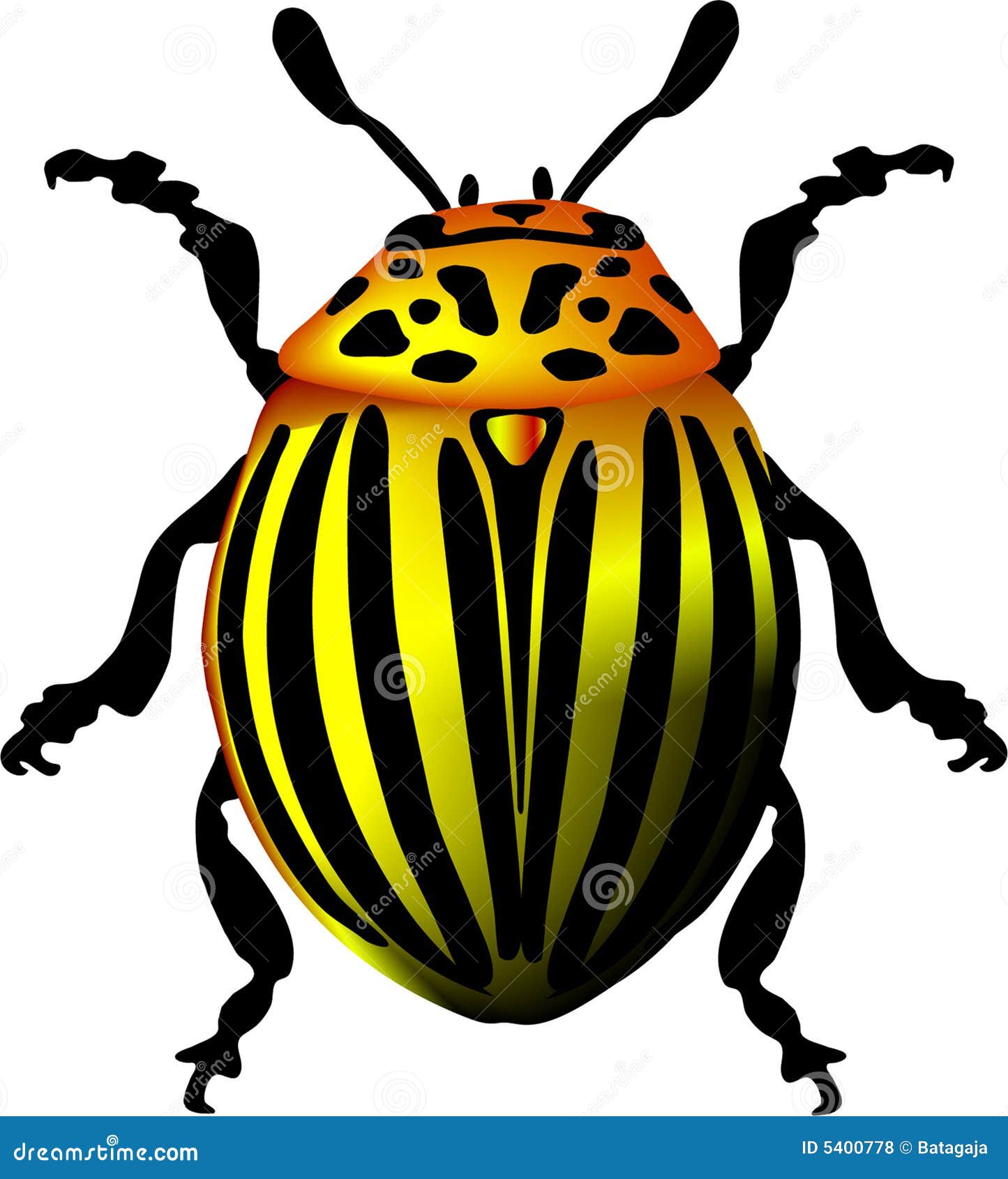 Potato beetle stock illustration. Illustration of chitin 5400778