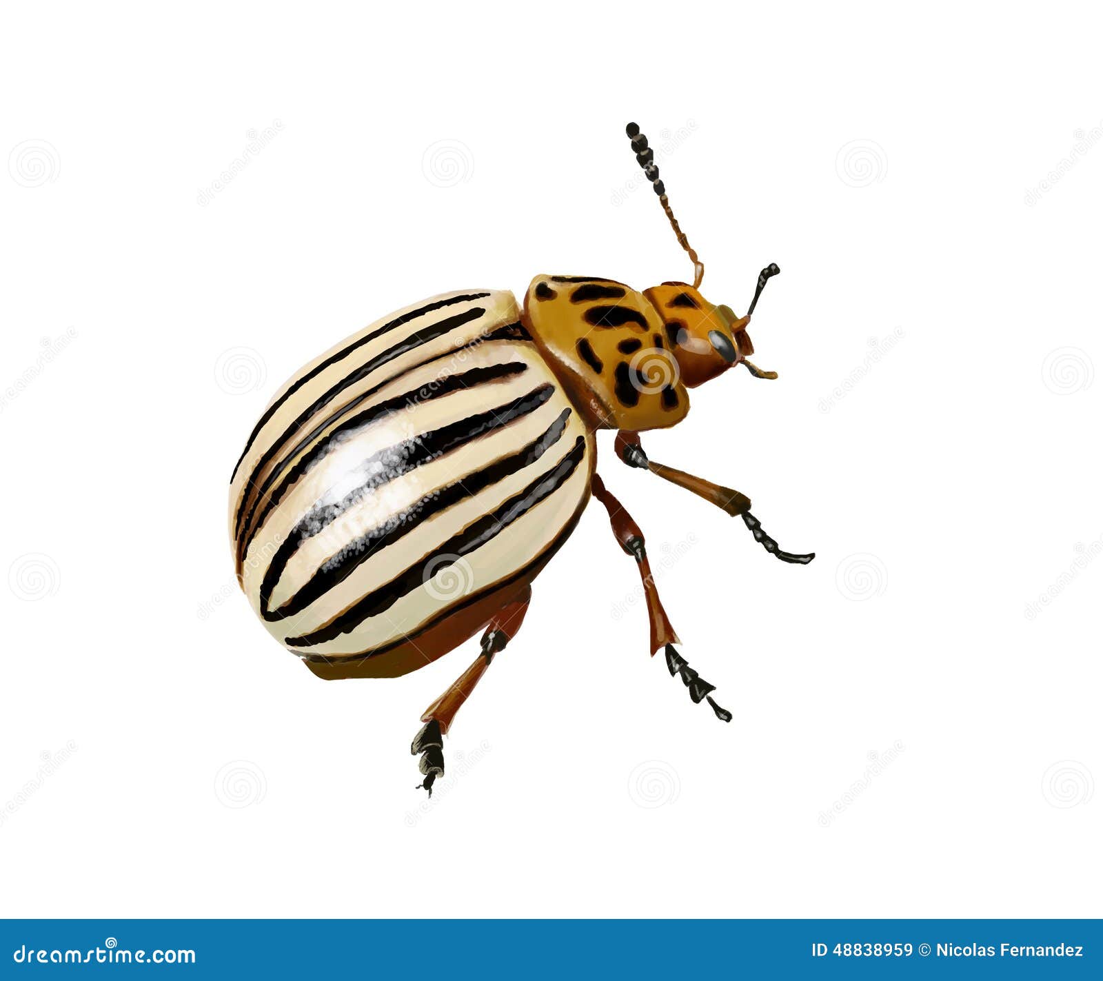 Potato beetle stock illustration. Illustration of orange 48838959