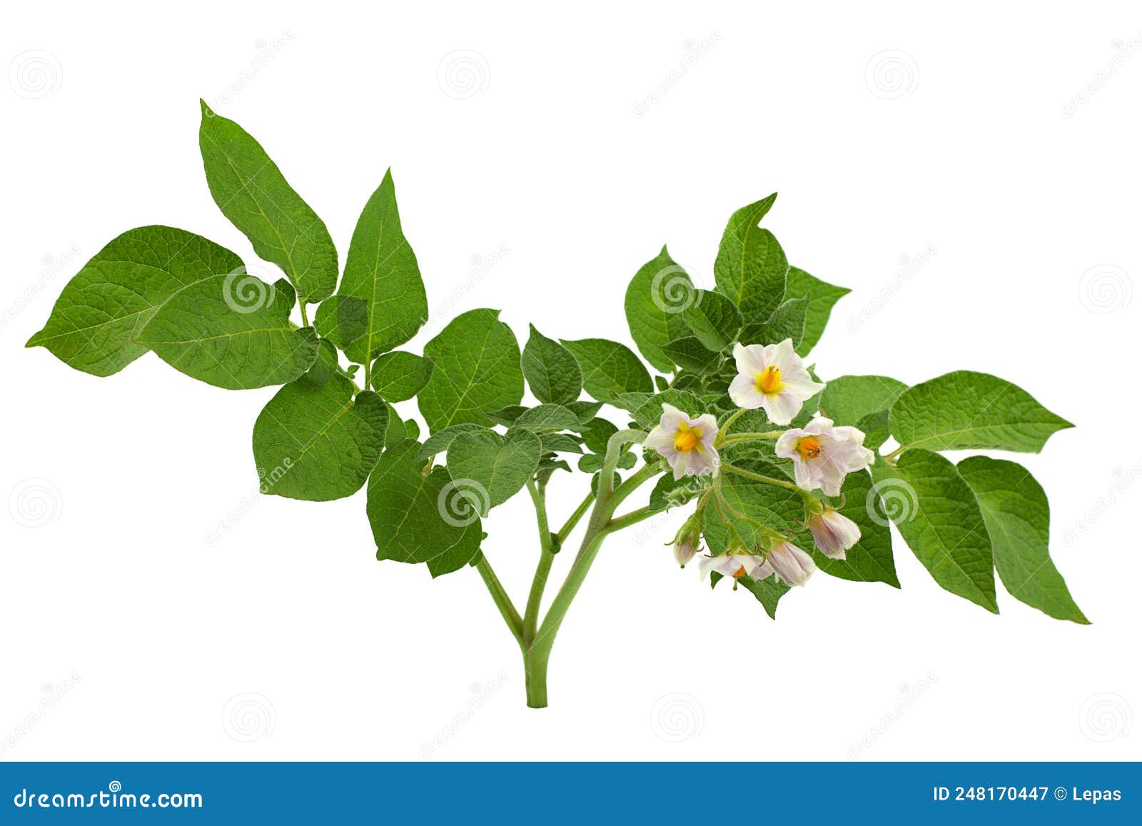Potato Blooming Flower on White Stock Image Image of petal, green