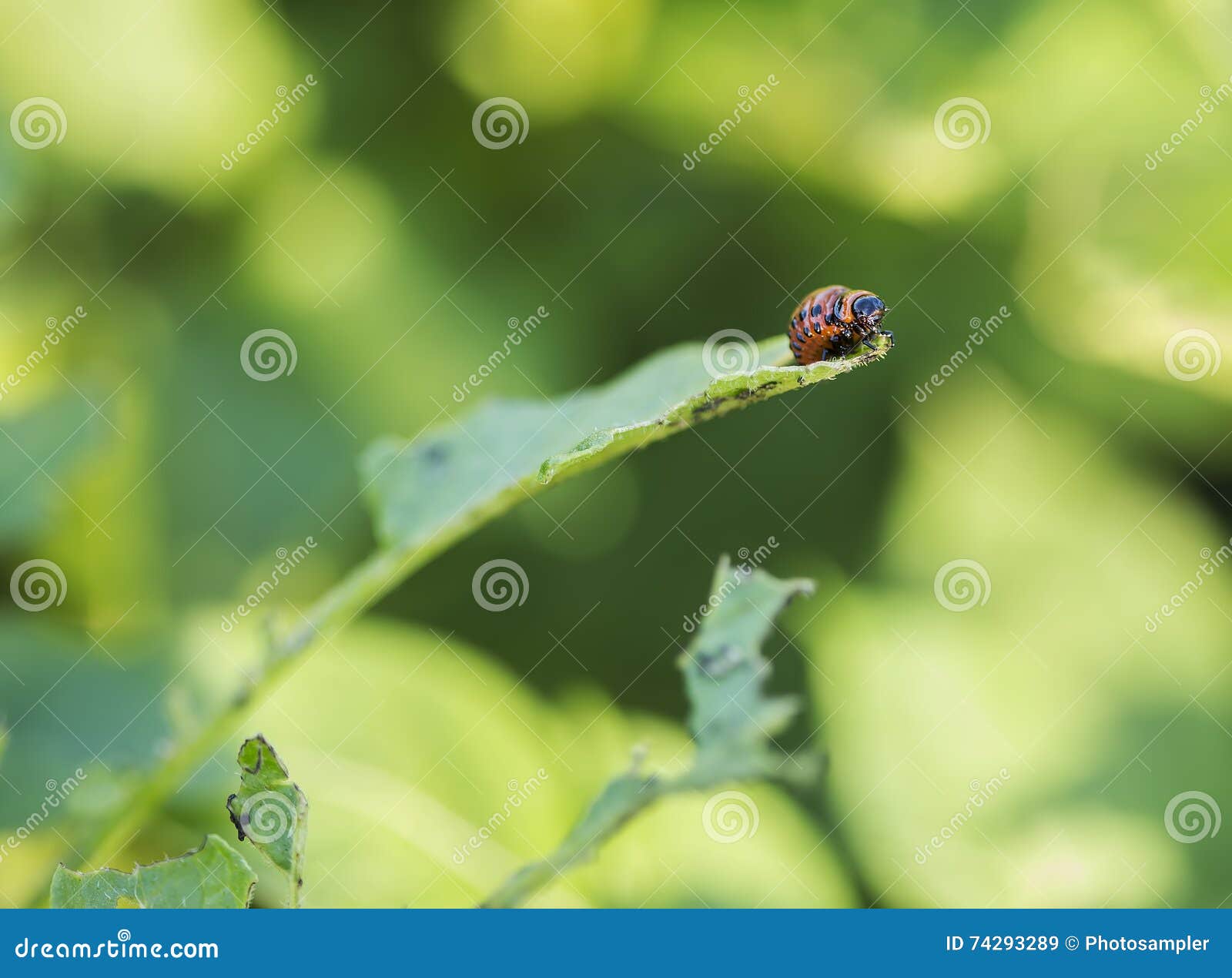 Potato Bug Caterpillar stock image. Image of field, meal 74293289
