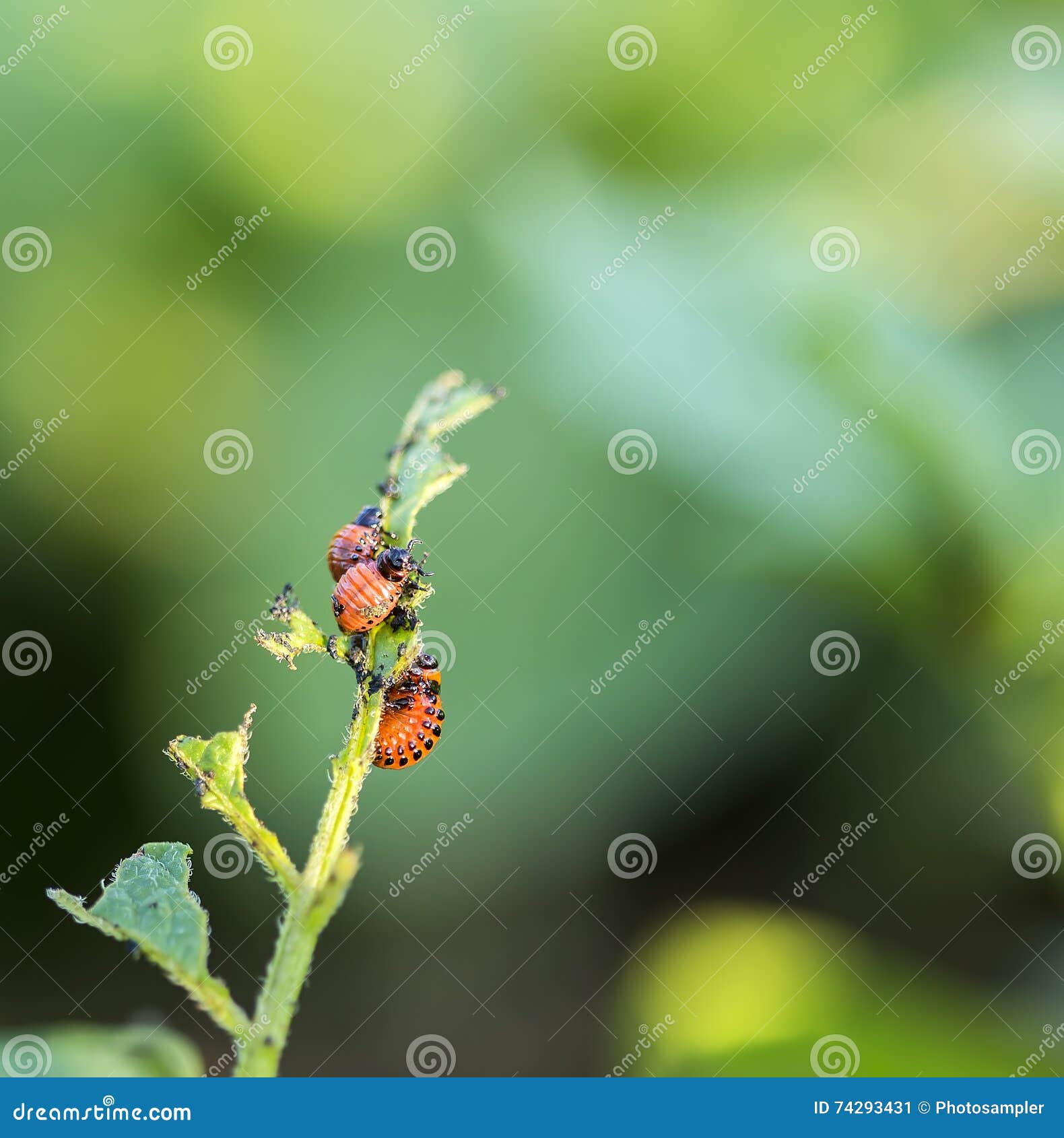 Potato Bug Caterpillar stock image. Image of parasite 74293431