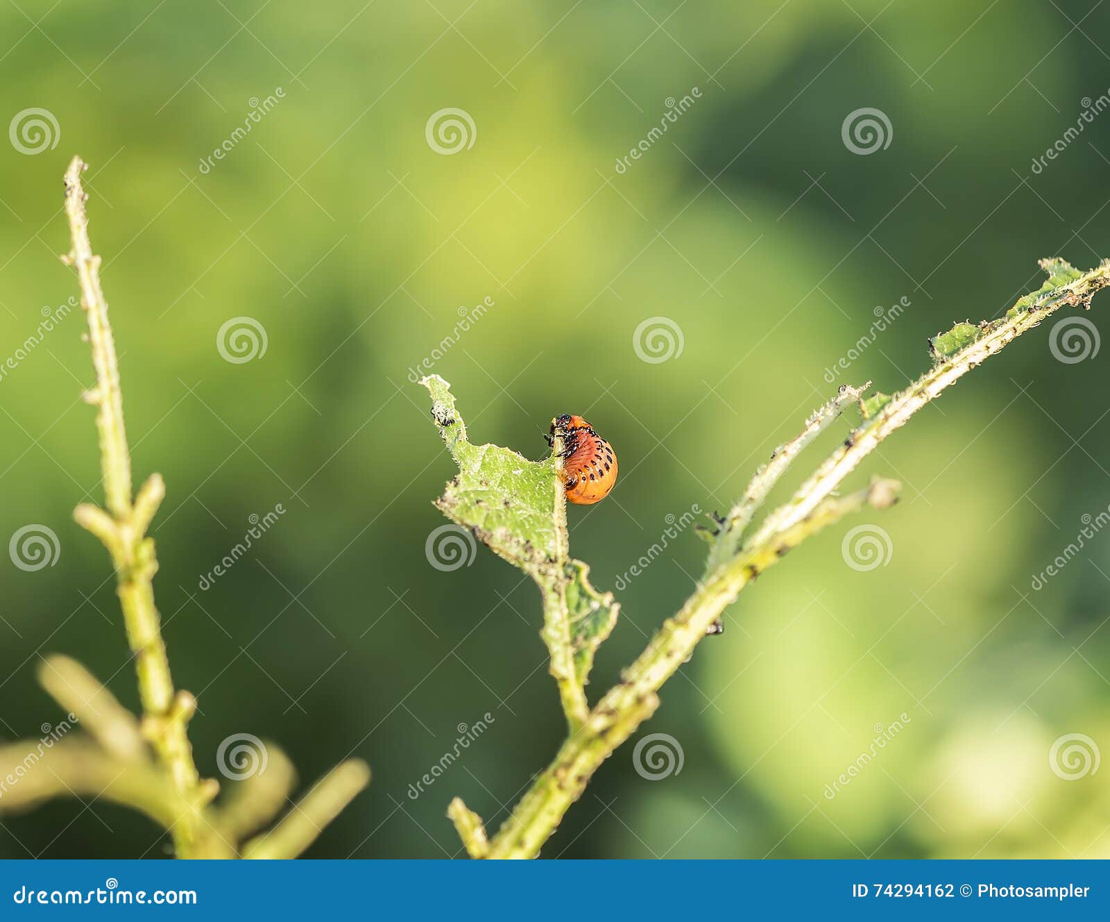 Potato Bug Caterpillar stock photo. Image of collect 74294162