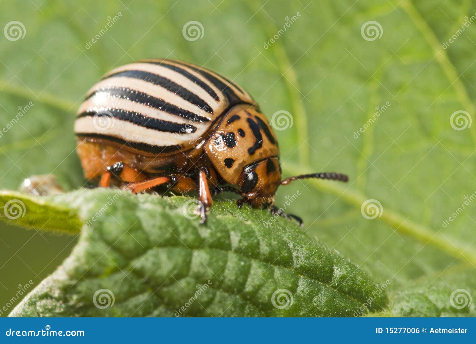 Potato bug o stock photo. Image of striped, larva, close 15277006