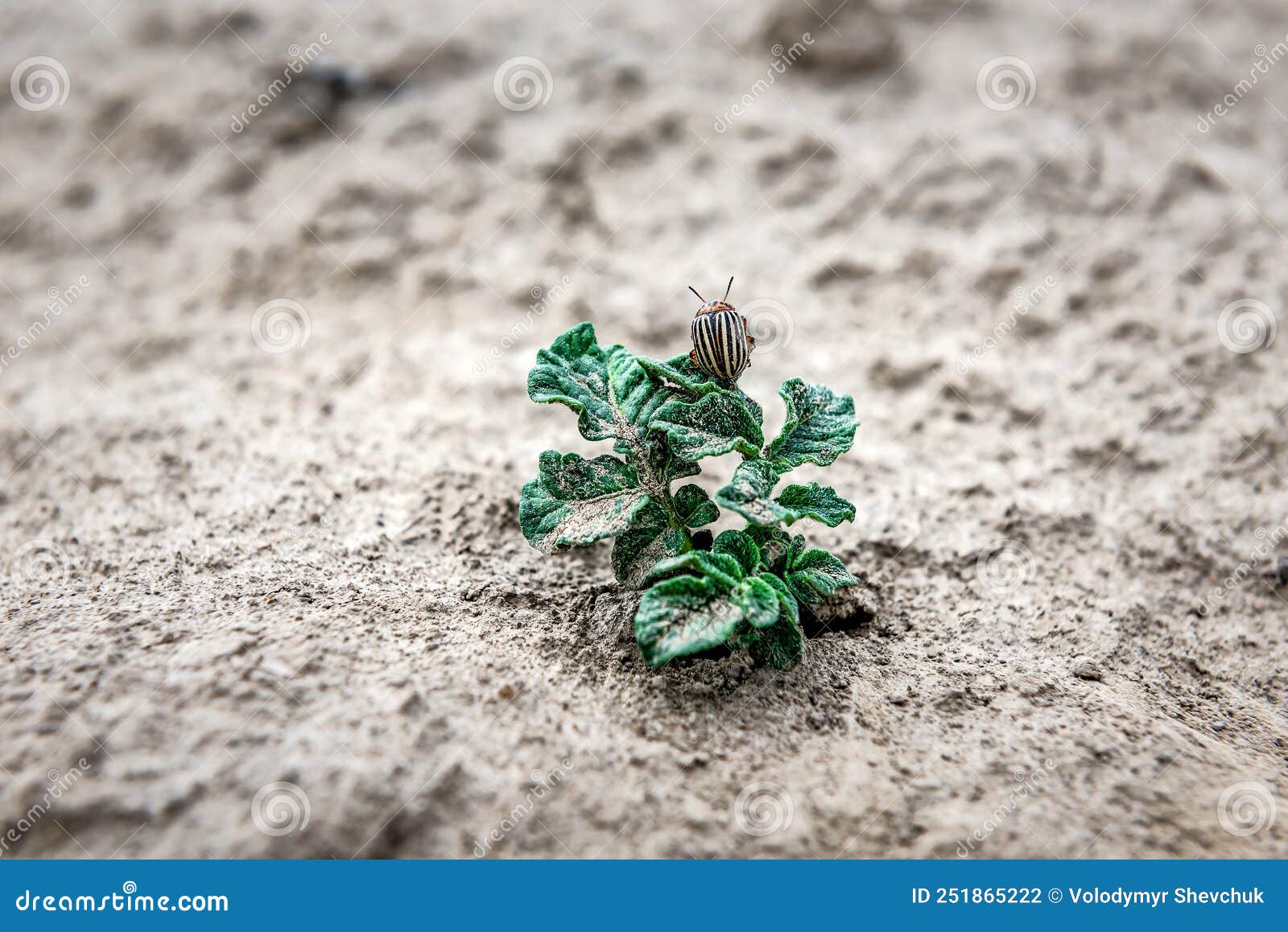 Potato bug on the plant stock photo. Image of farm, parasite 251865222