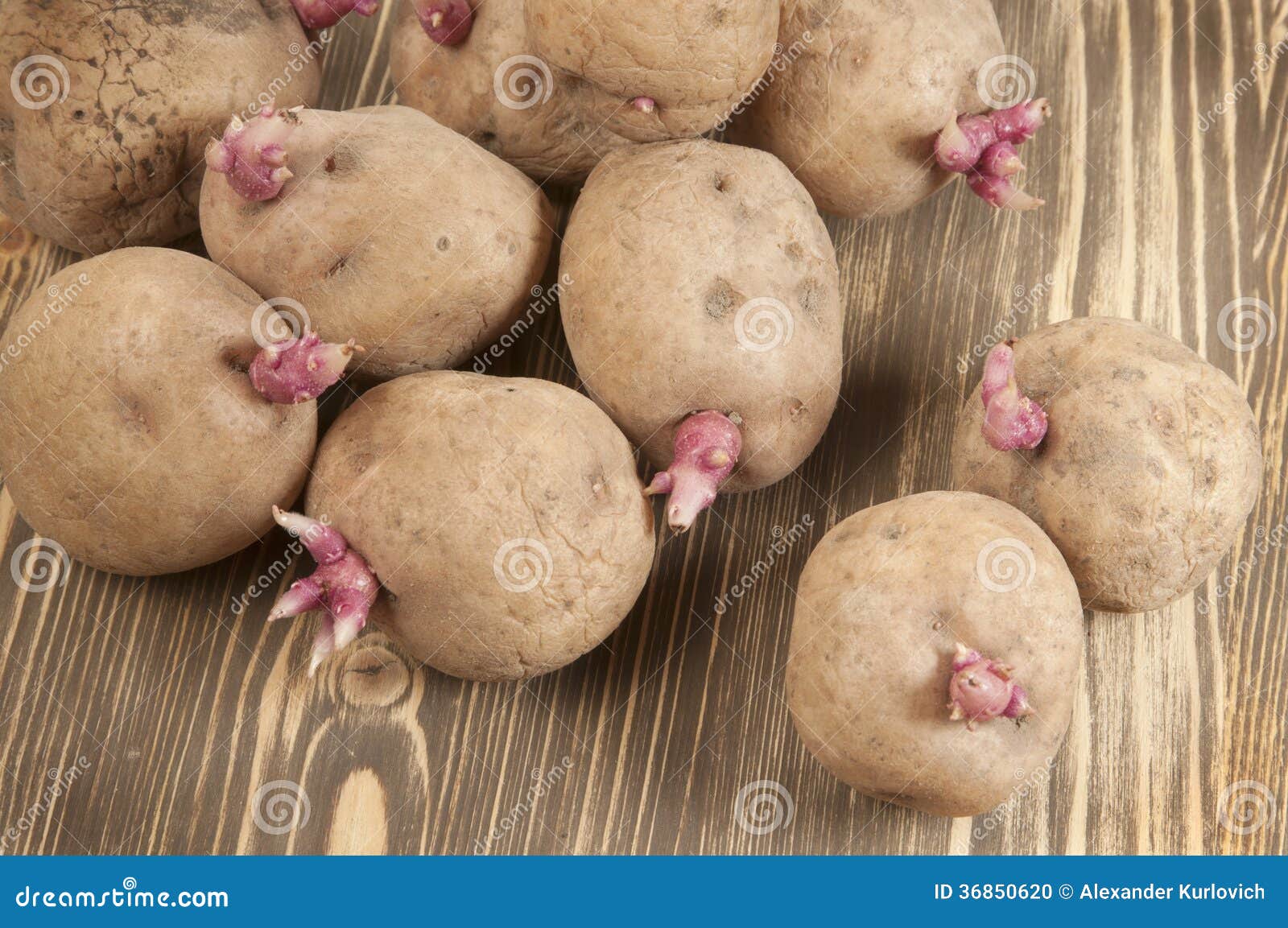 Potato Bulbs with Young Sprouts Stock Photo Image of agriculture