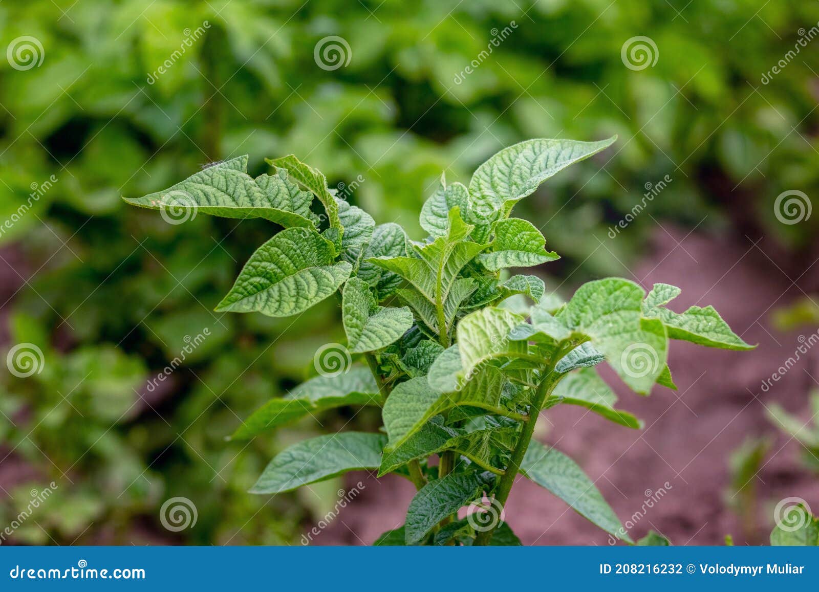 Potato Bush with Green Leaves, Growing Potatoes Stock Photo Image of